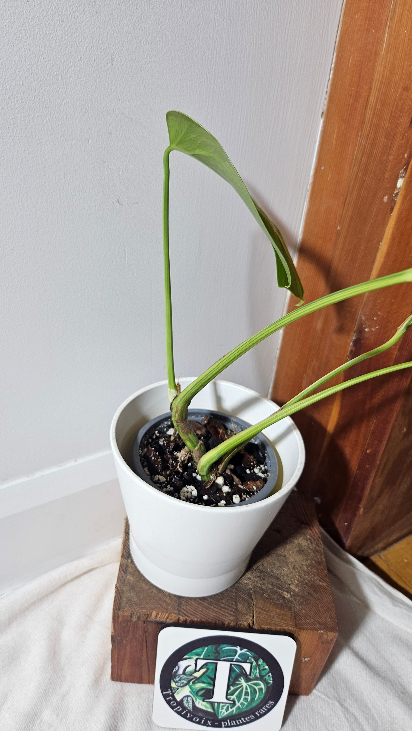 Monstera Aurea (MON-368)