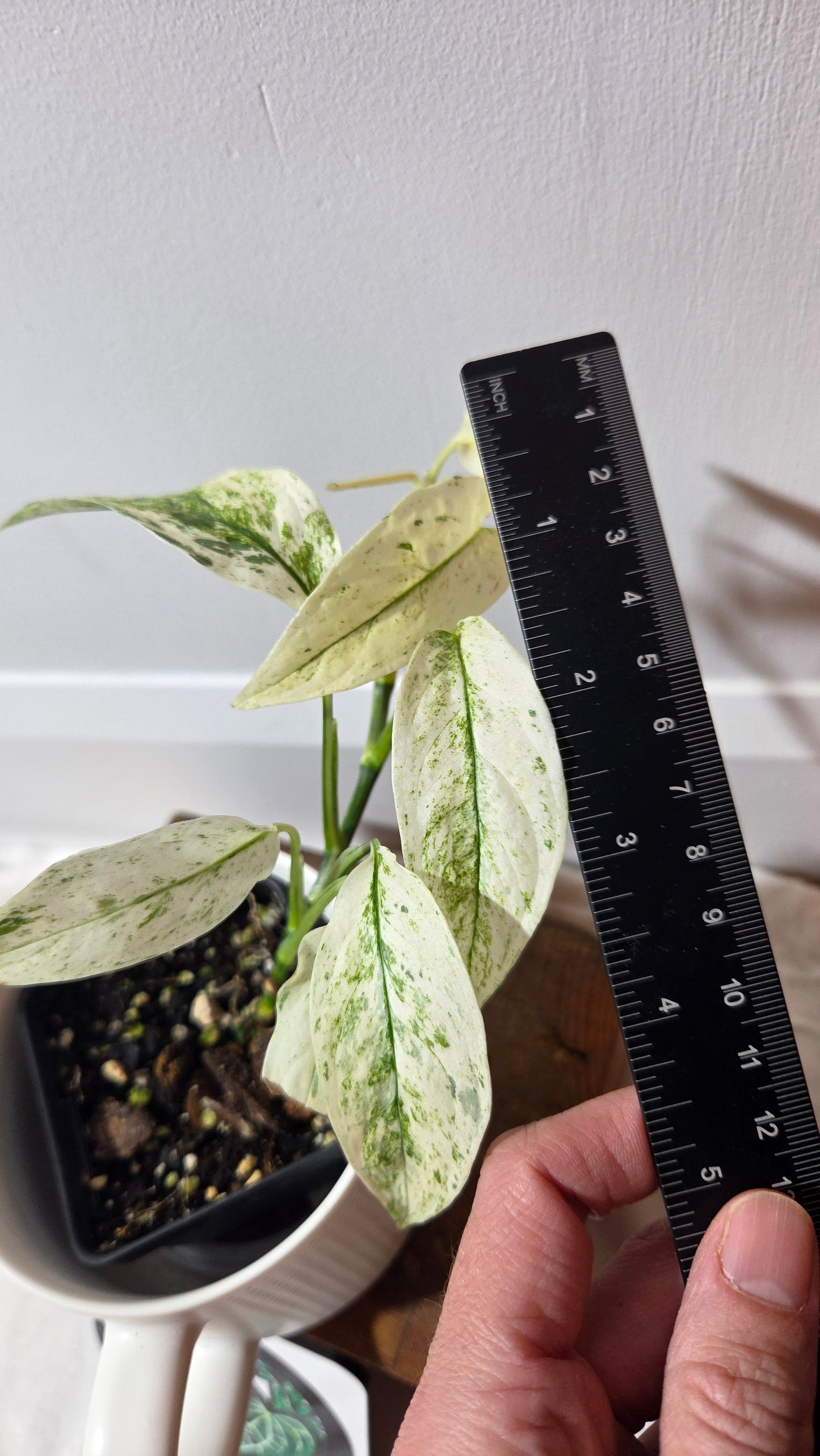Monstera Laniata Mint (MON-396)