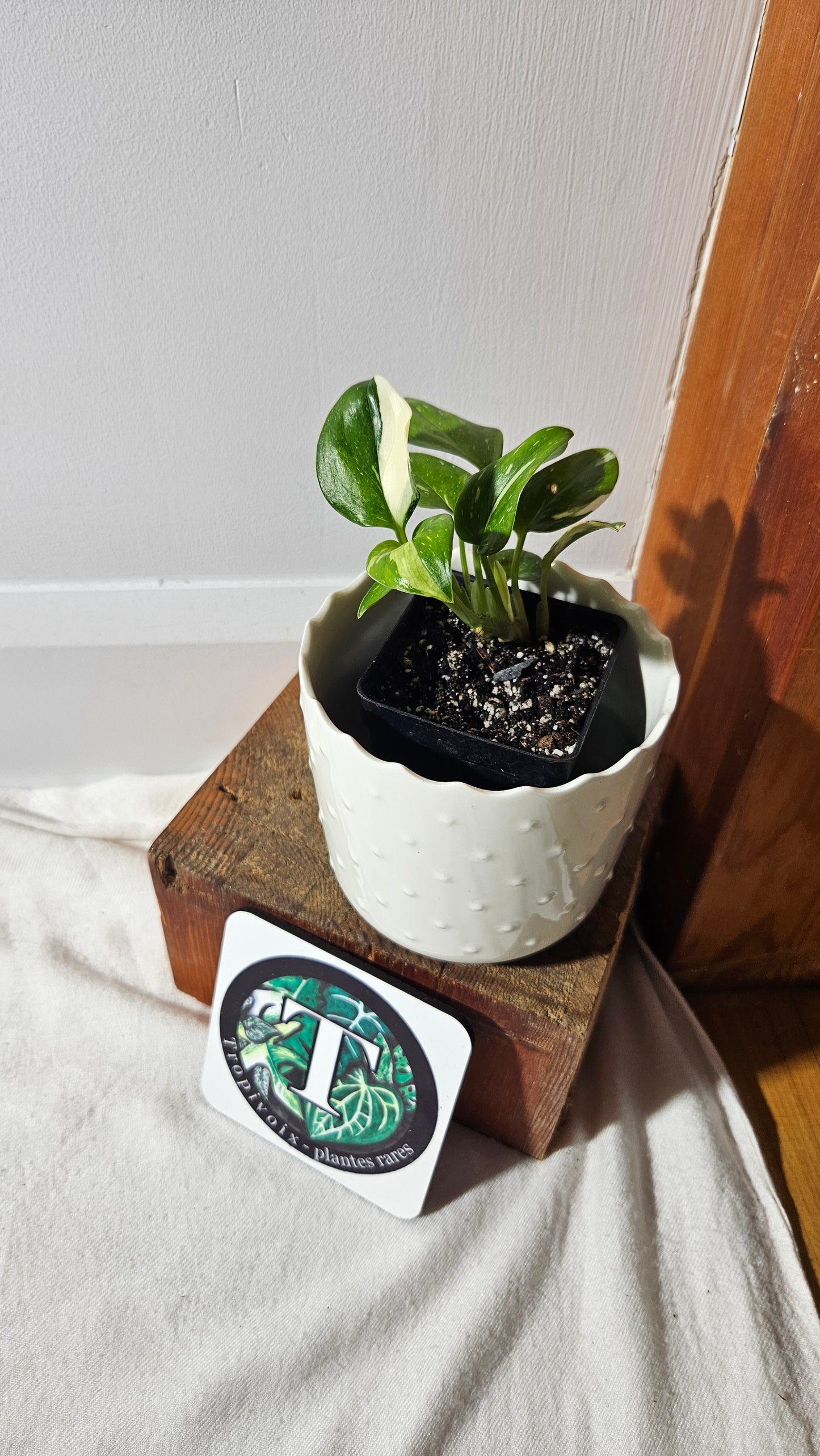Monstera Standleyana Albo (MON-407)