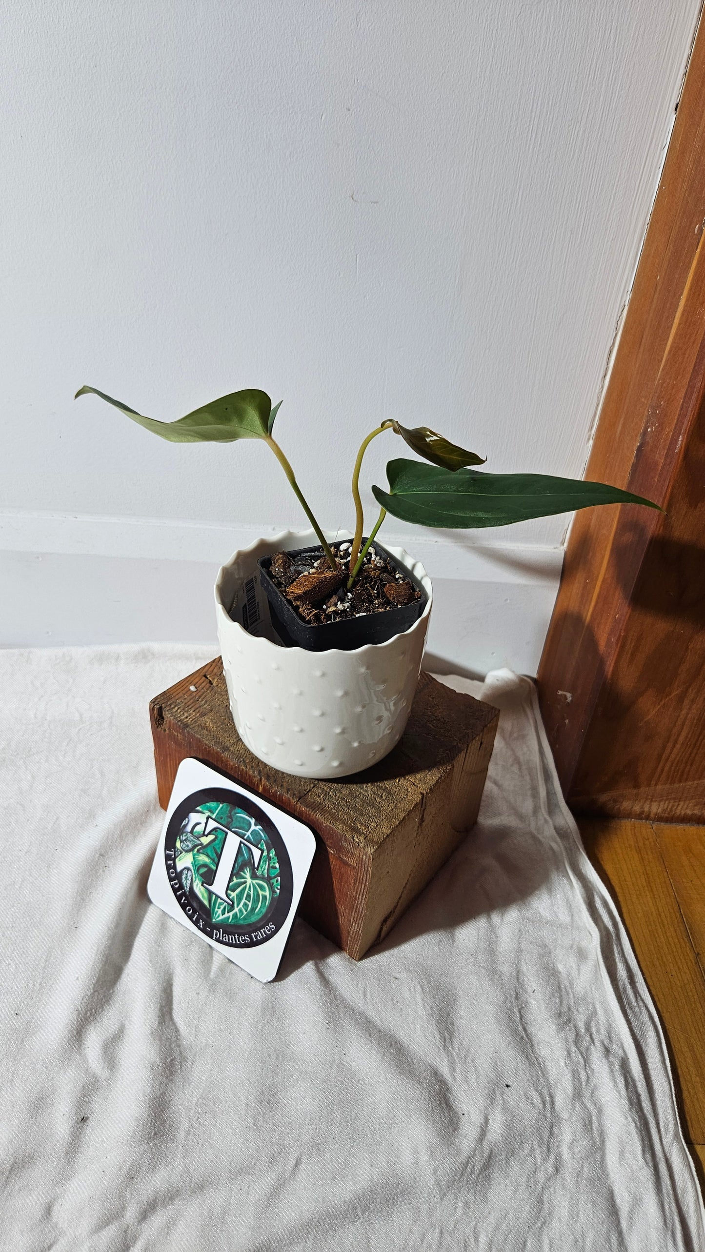 Anthurium Napo X Luxurians "format MOYEN" (ANT-416)