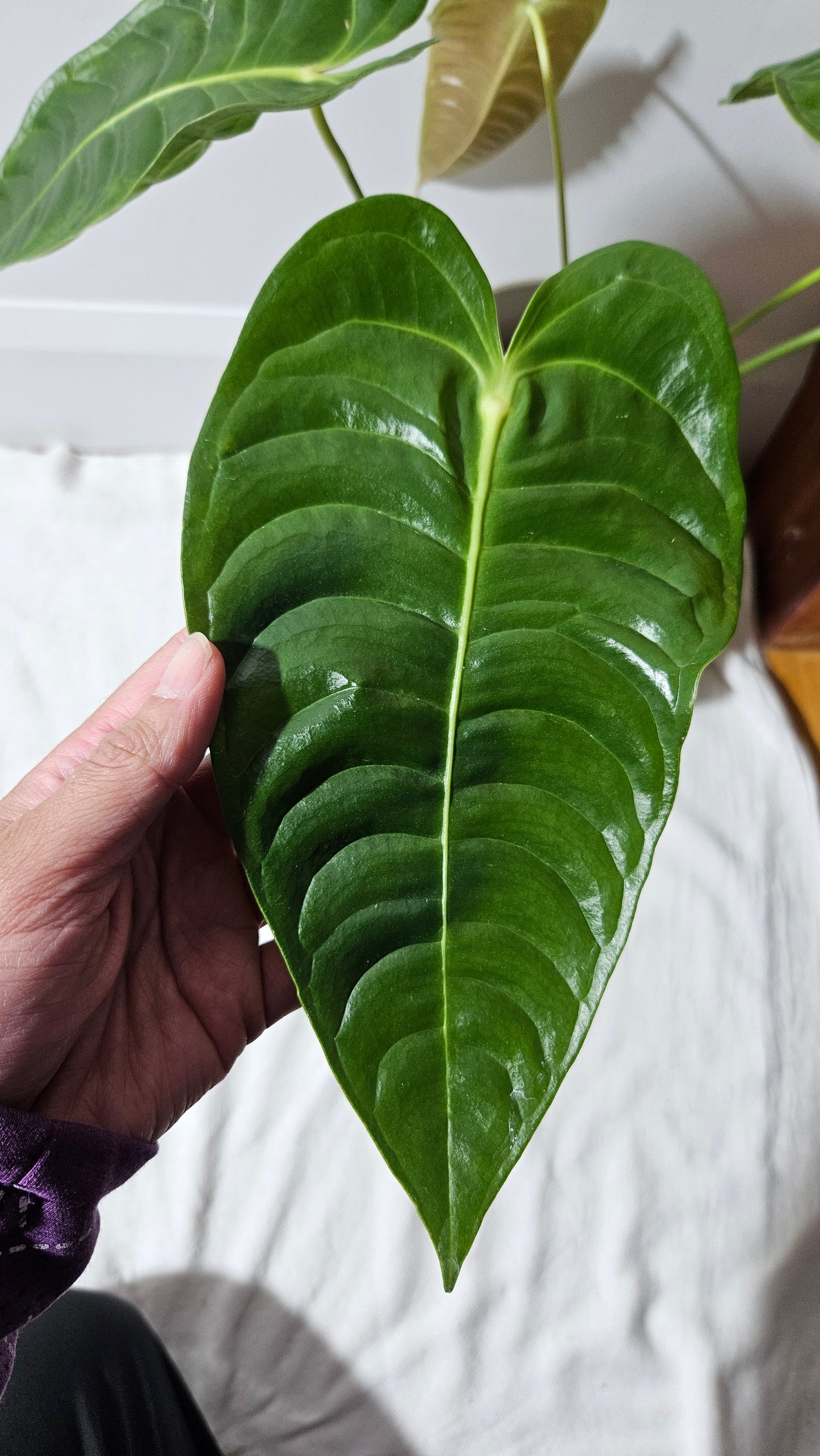 Anthurium Veitchii "format LARGE" (ANT-489)