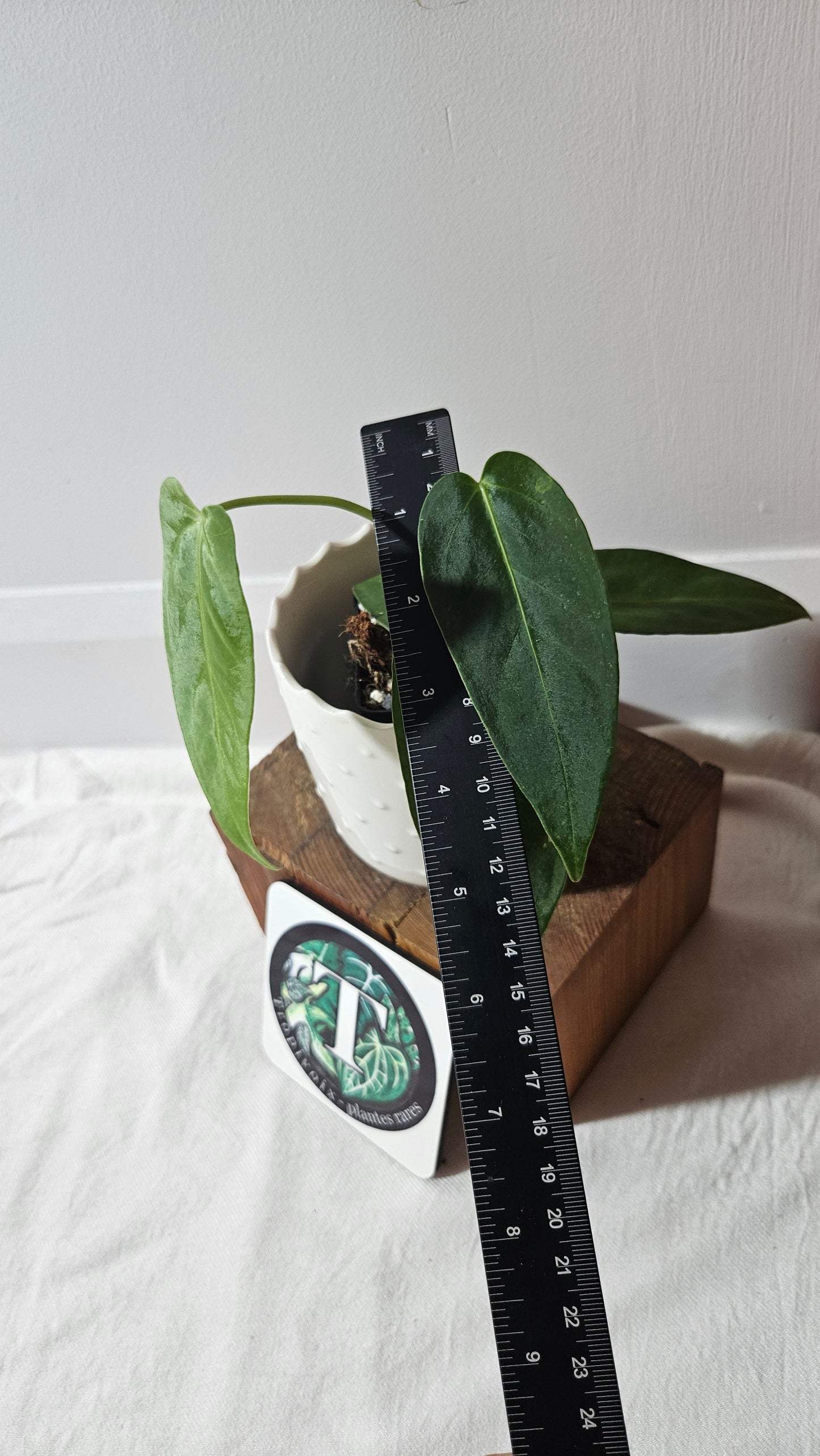 Anthurium Cirinoi X Forgetti "format MOYEN"(ANT-434)