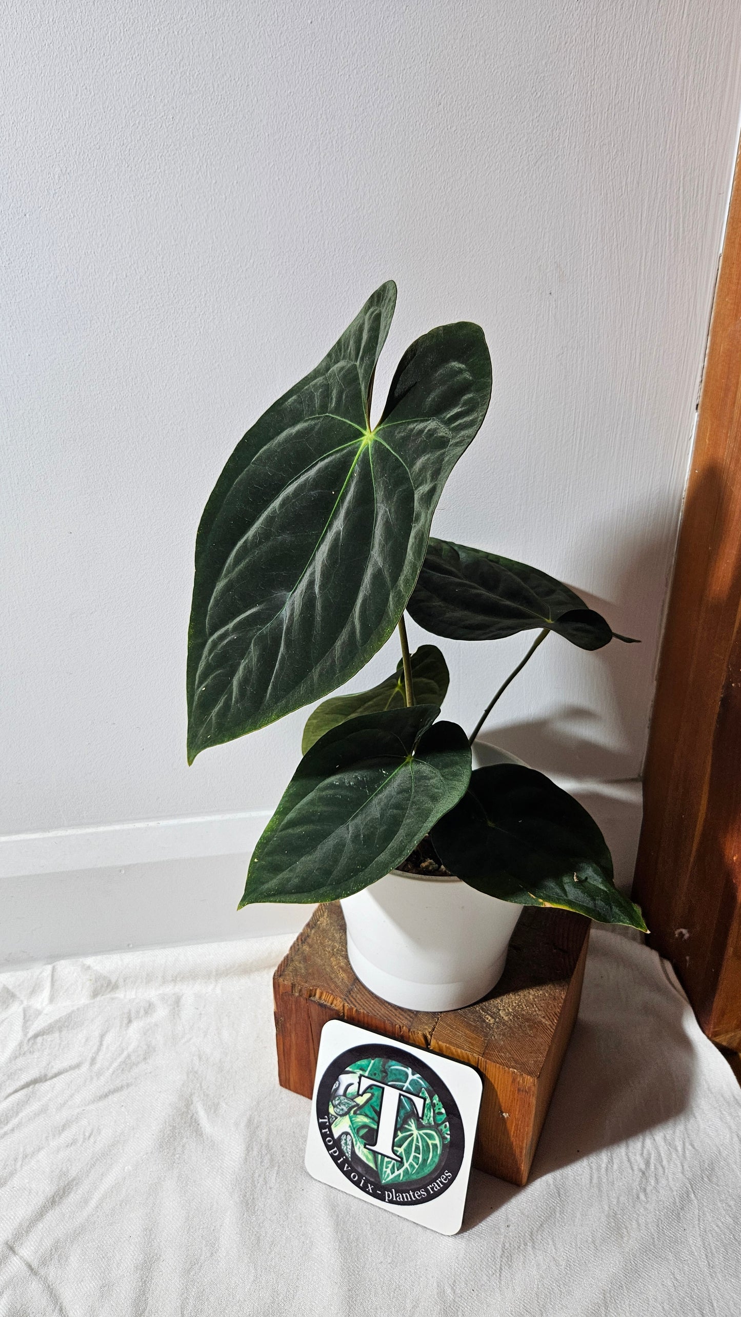 Anthurium Blue Papillilaminum "format LARGE" (ANT-431)