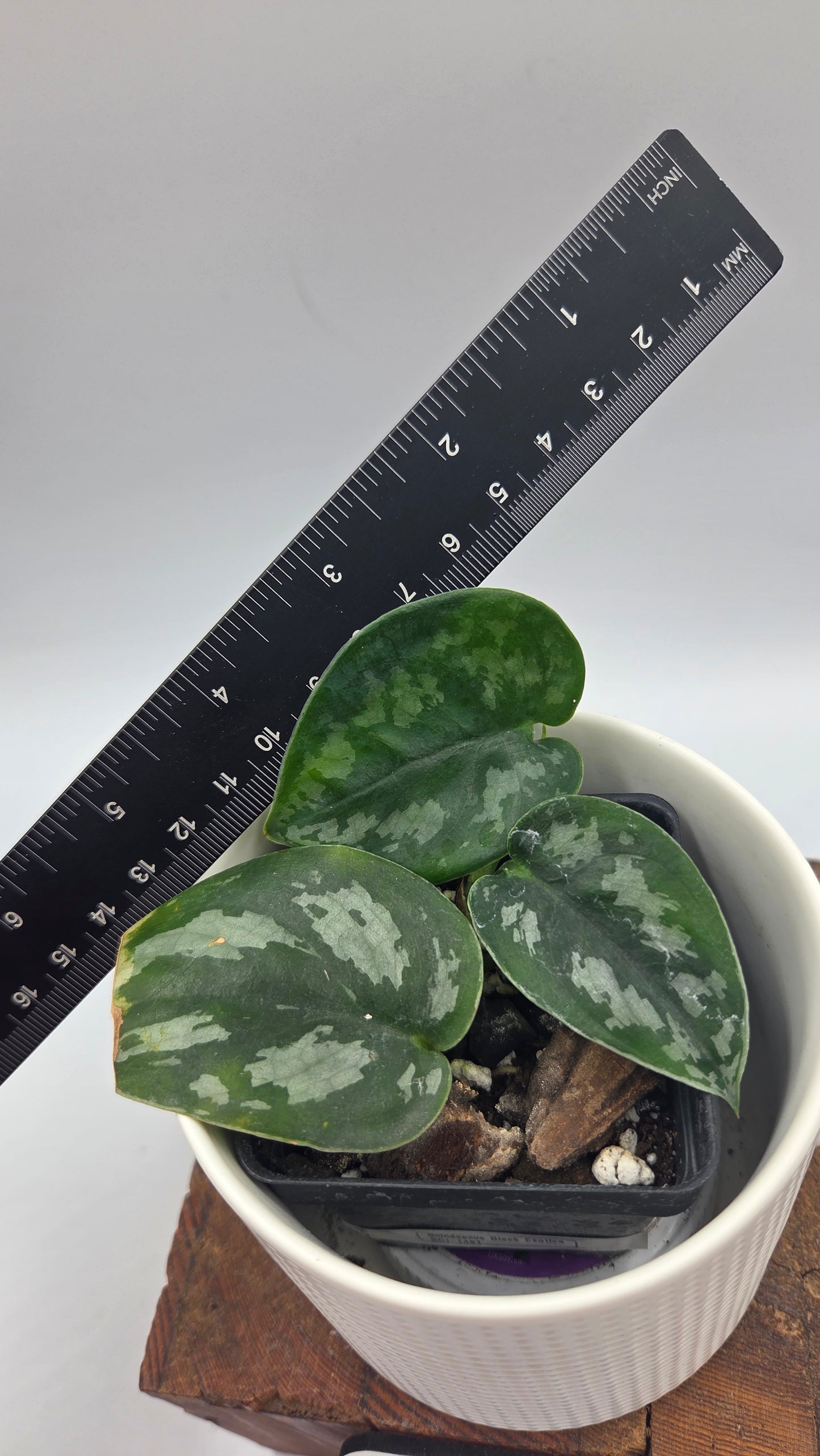 Scindapsus Black Exotica (SCI-1491)