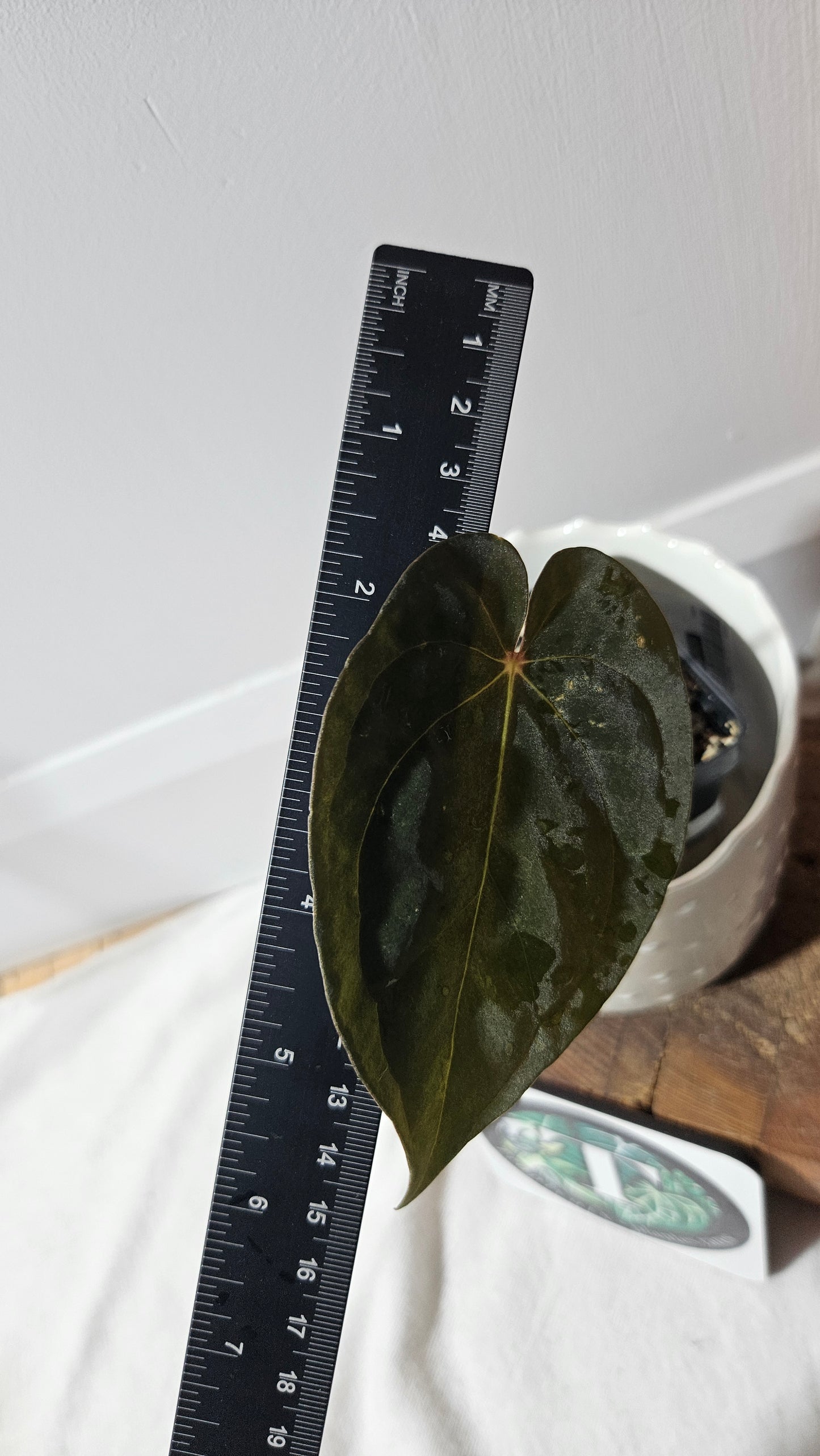 Anthurium Papillilaminum (d'équateur) "format PETIT" (ANT-327)