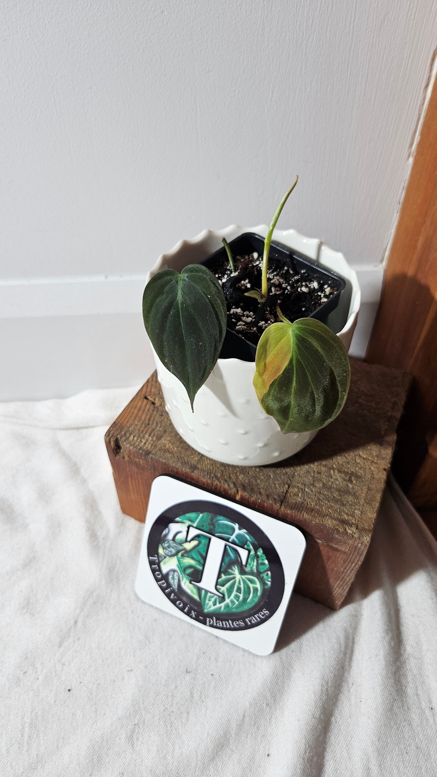 Philodendron Mican Variegata (PHI-788)