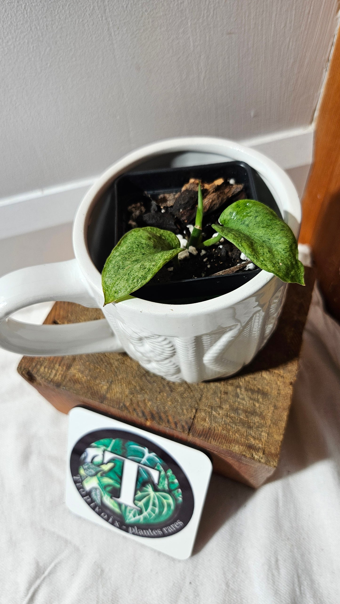 Scindapsus Mojito (SCI-1175)
