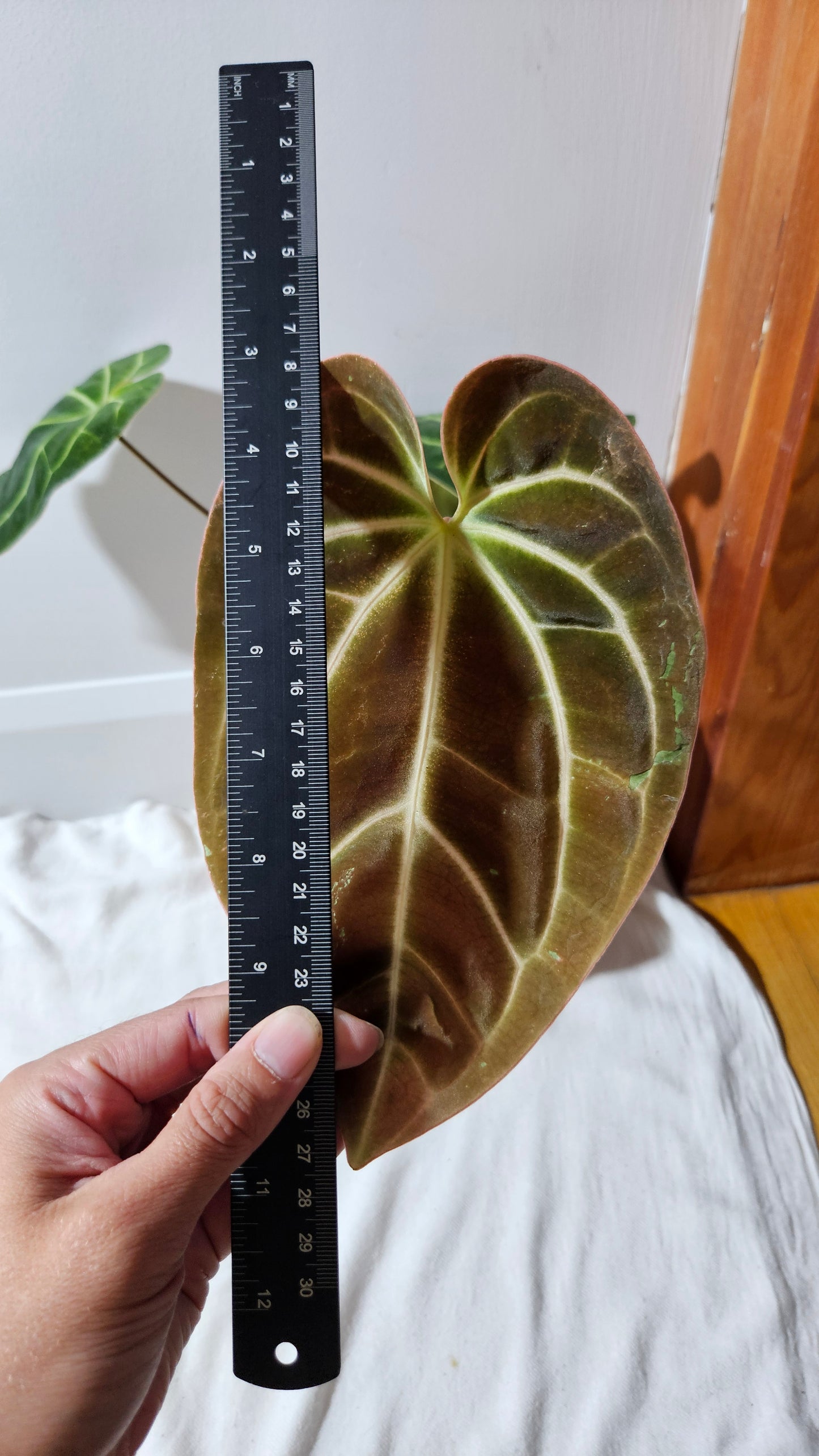 Anthurium Besseae Aff Super Dark "Format MOYEN/LARGE" (ANT-206)