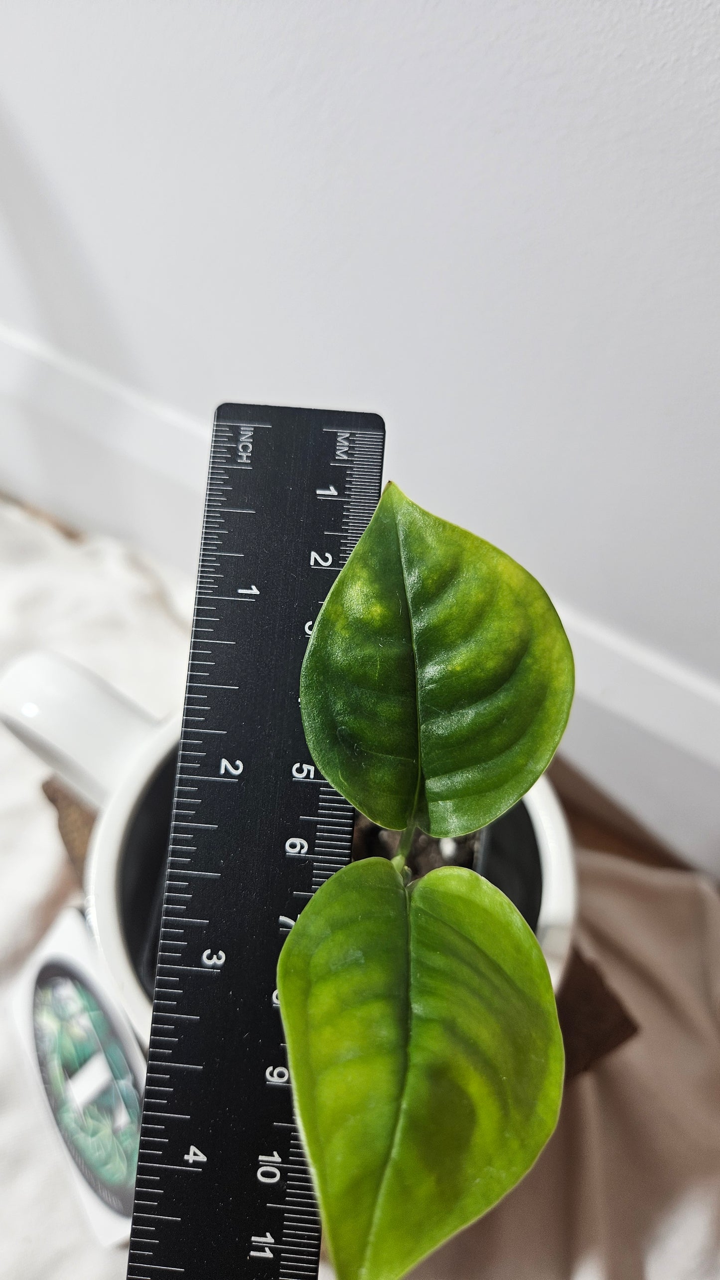 Monstera Obliqua Aff Limon (MON-309)