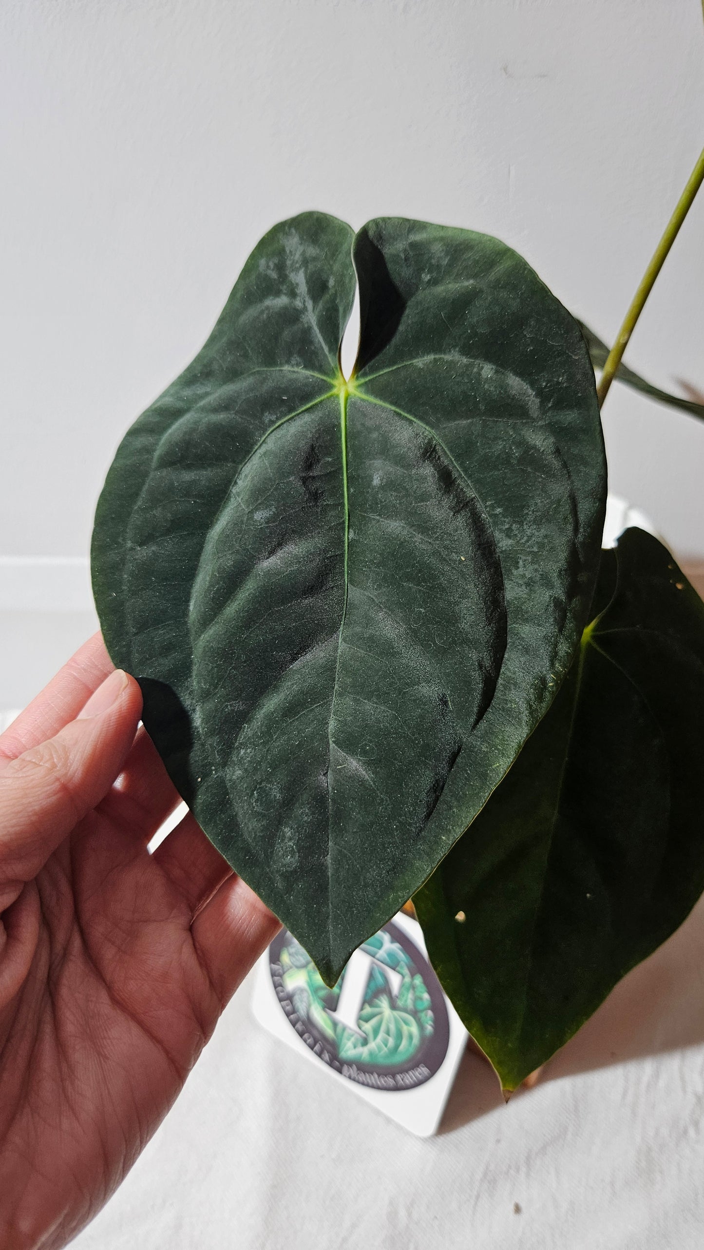 Anthurium Blue Papillilaminum "format LARGE" (ANT-431)