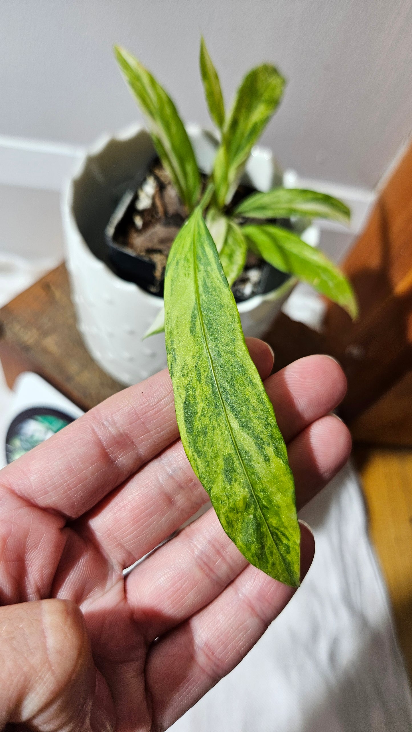 Anthurium Vittarifolium Variegata "format PETIT"(ANT-443)