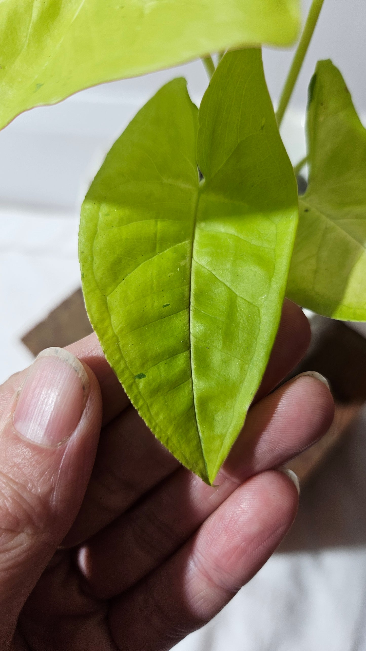 Syngonium Lime Soda Variegata (SYN-439)