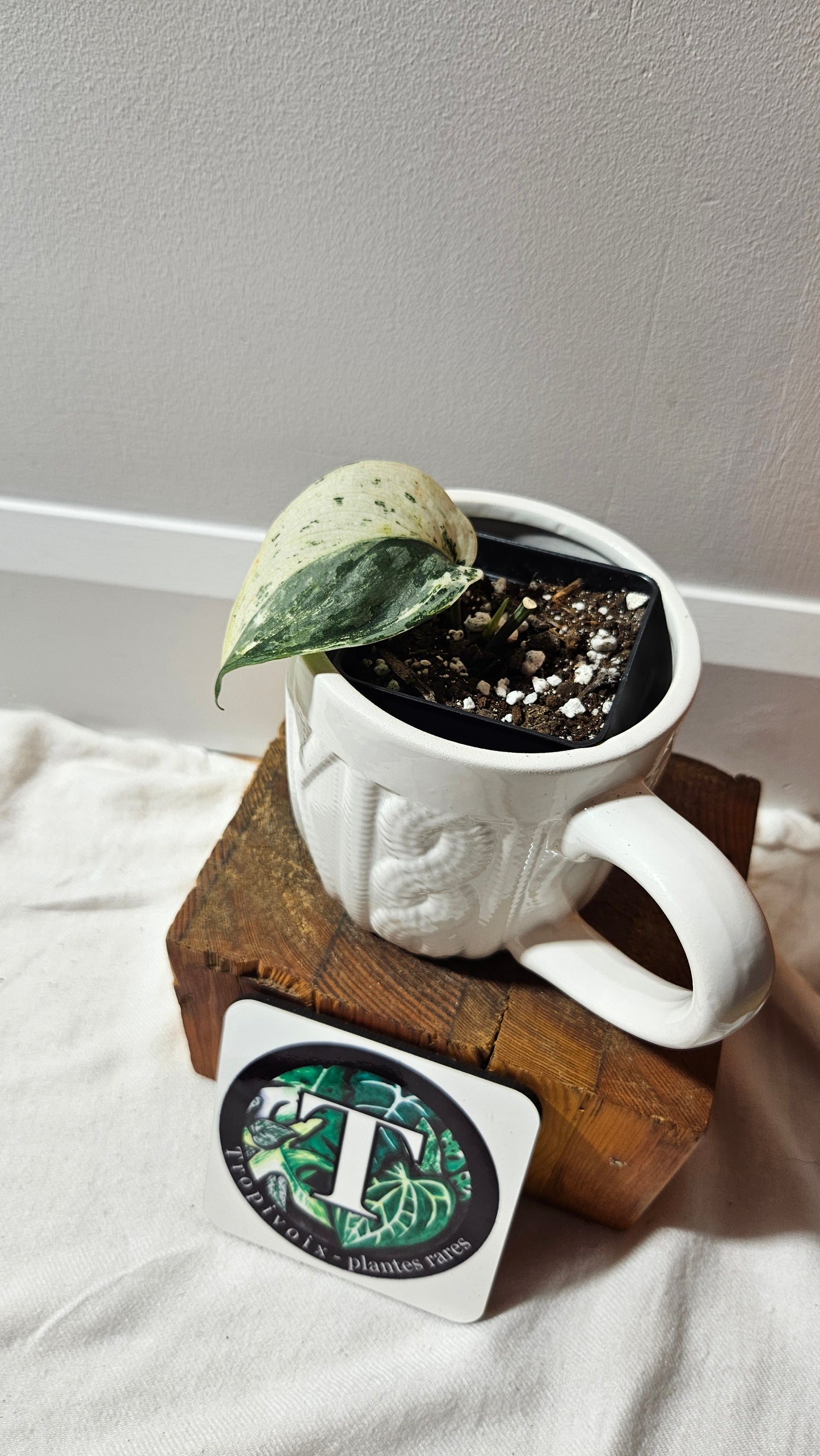 Scindapsus Blue Splash Variegata (SCI-1235)