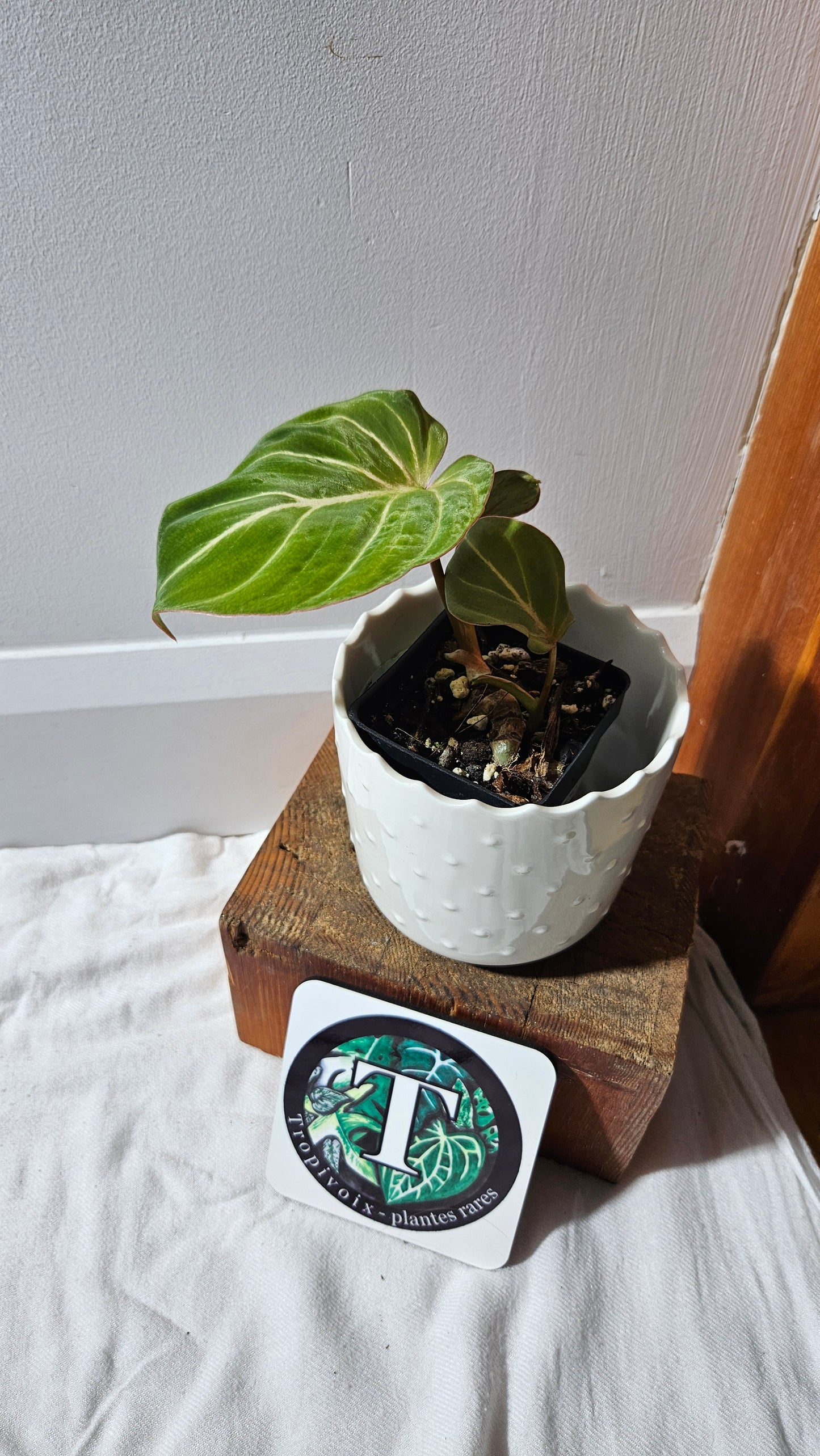 Philodendron Gloriosum Pink (PHI-875)