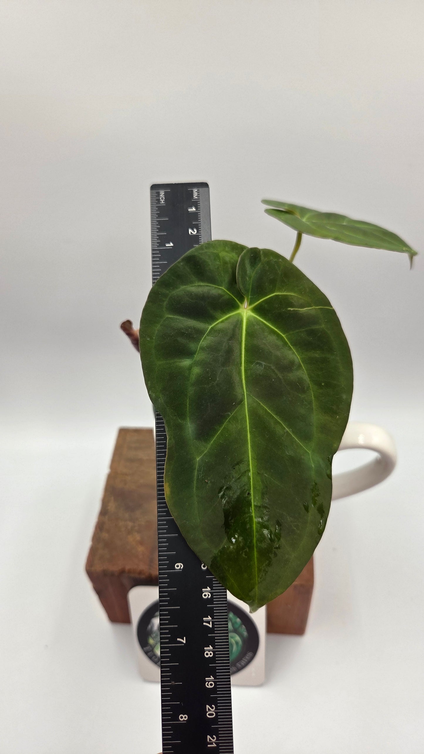Anthurium Papillilaminum Legend "format MOYEN" (ANT-115)
