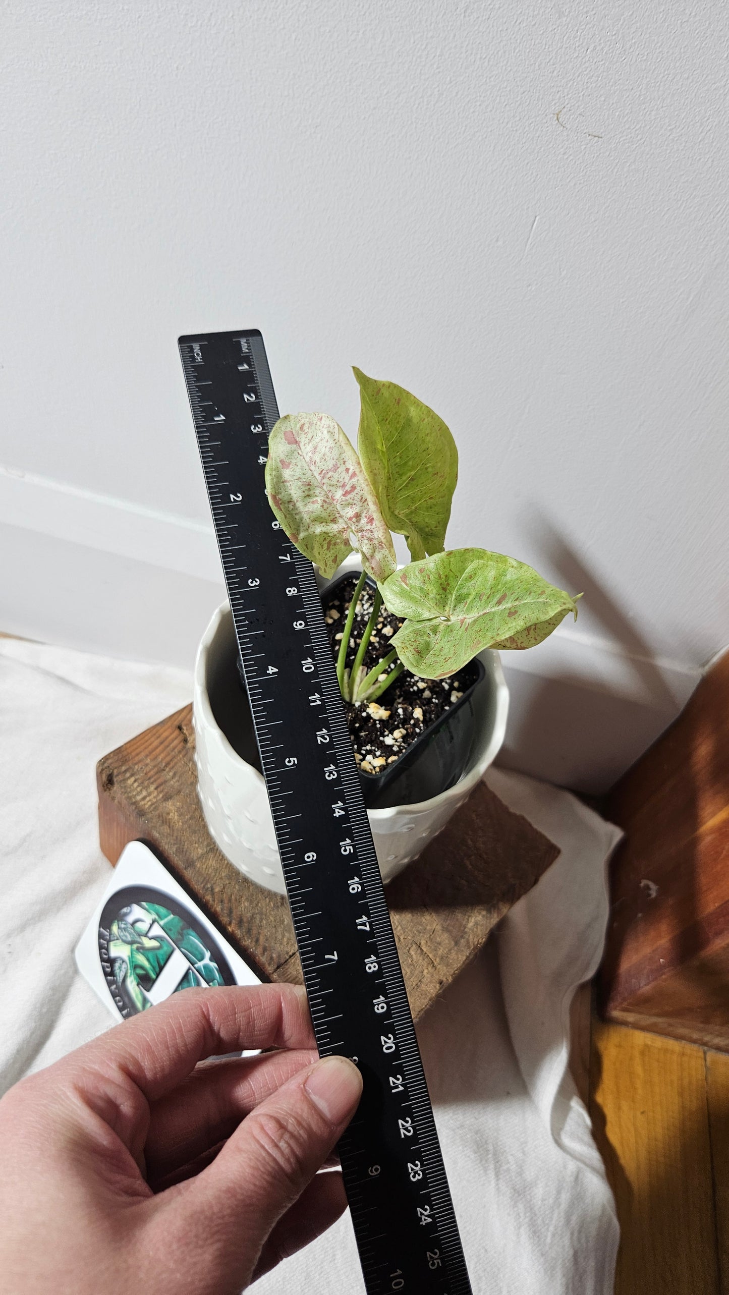 Syngonium Milk Confetti (SYN-356)