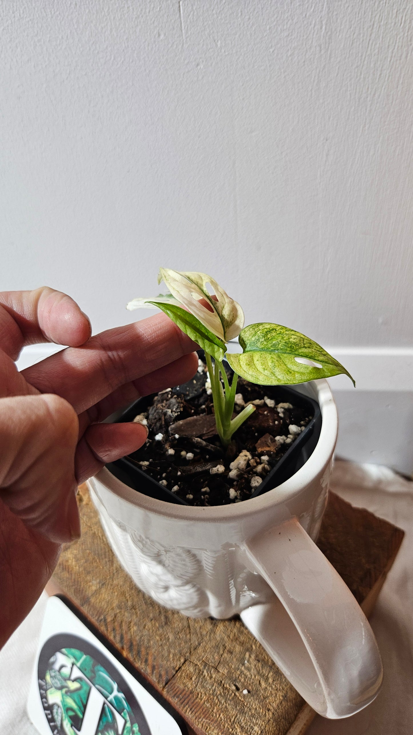 Monstera Andasonii Archipelago Ghost (MON-468)