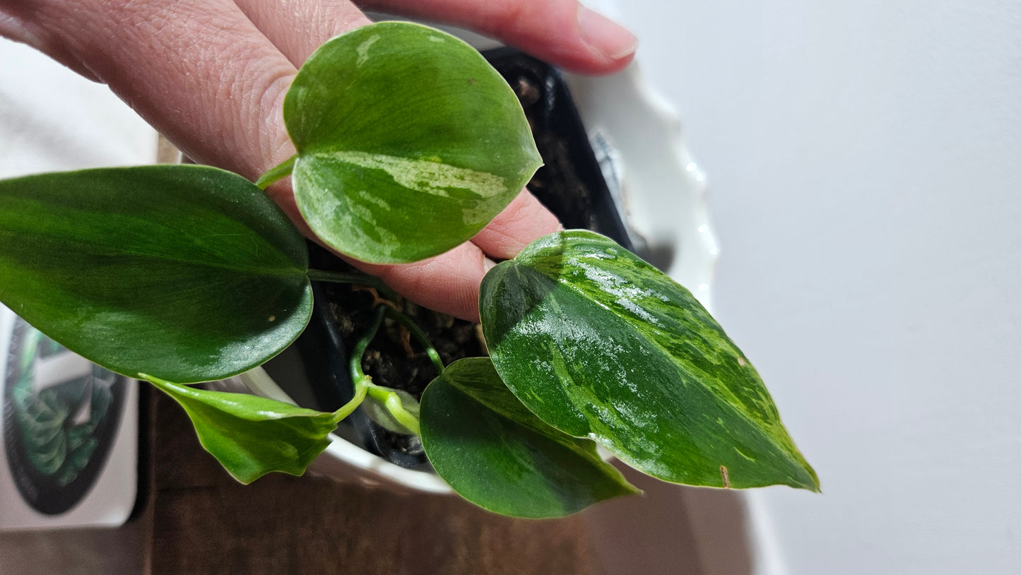 Philodendron Hederaceum Variegata (PHI-099)