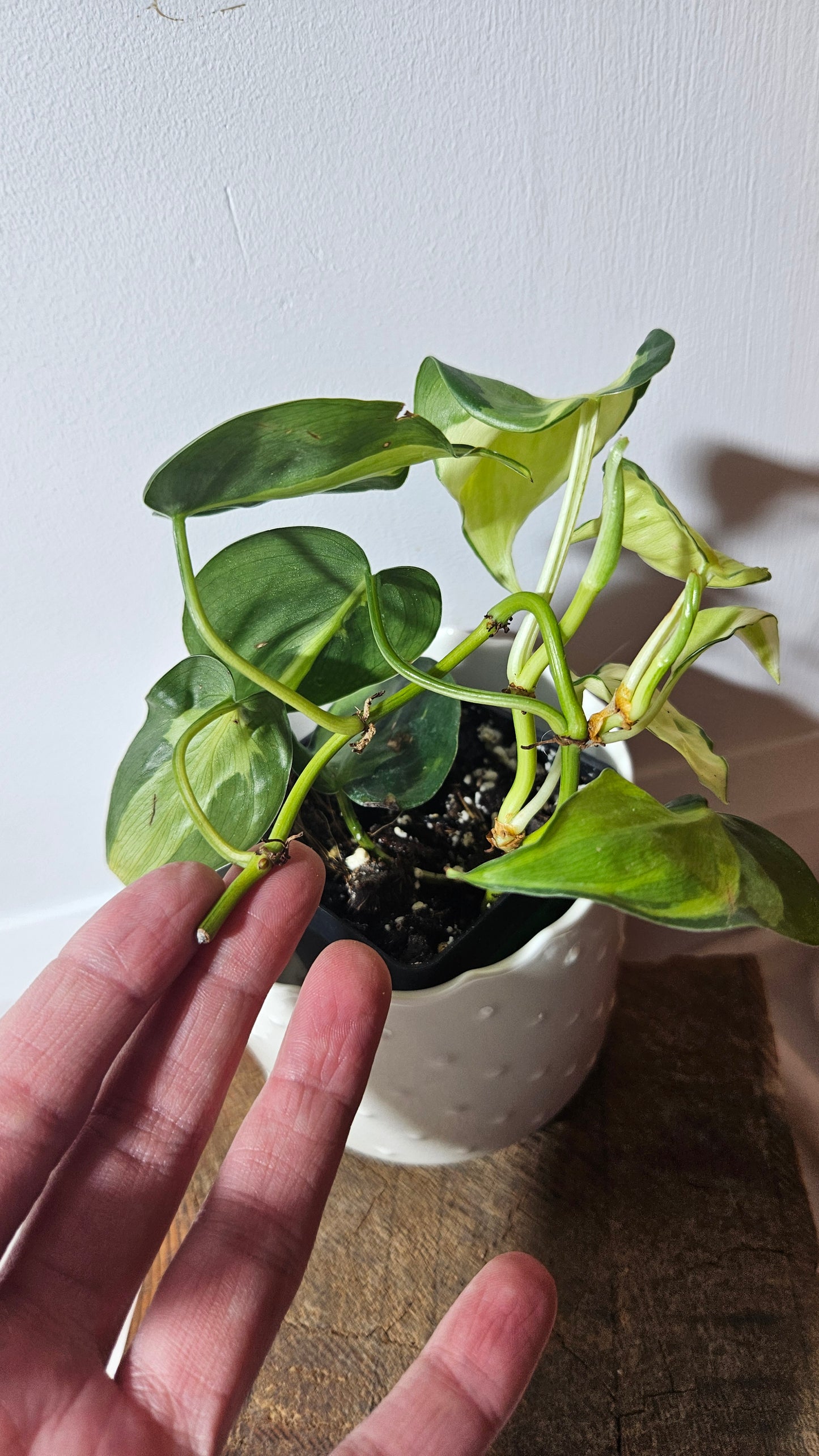 Philodendron Hederaceum Cream Splash (PHI-730)
