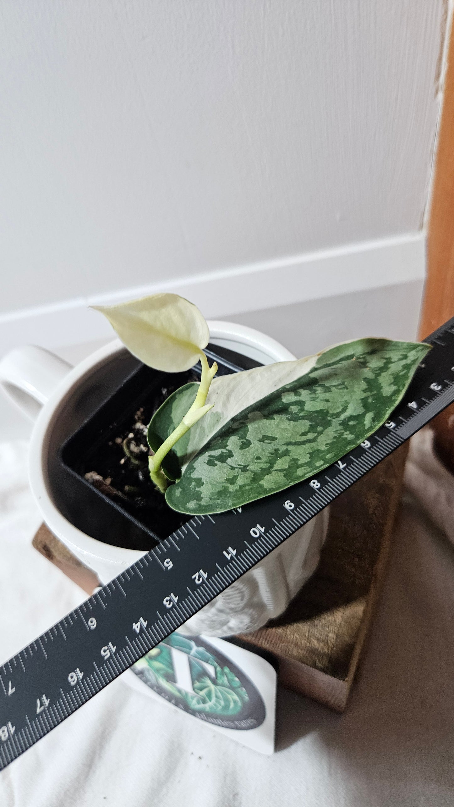 Scindapsus Simbara Mutation (SCI-1313)