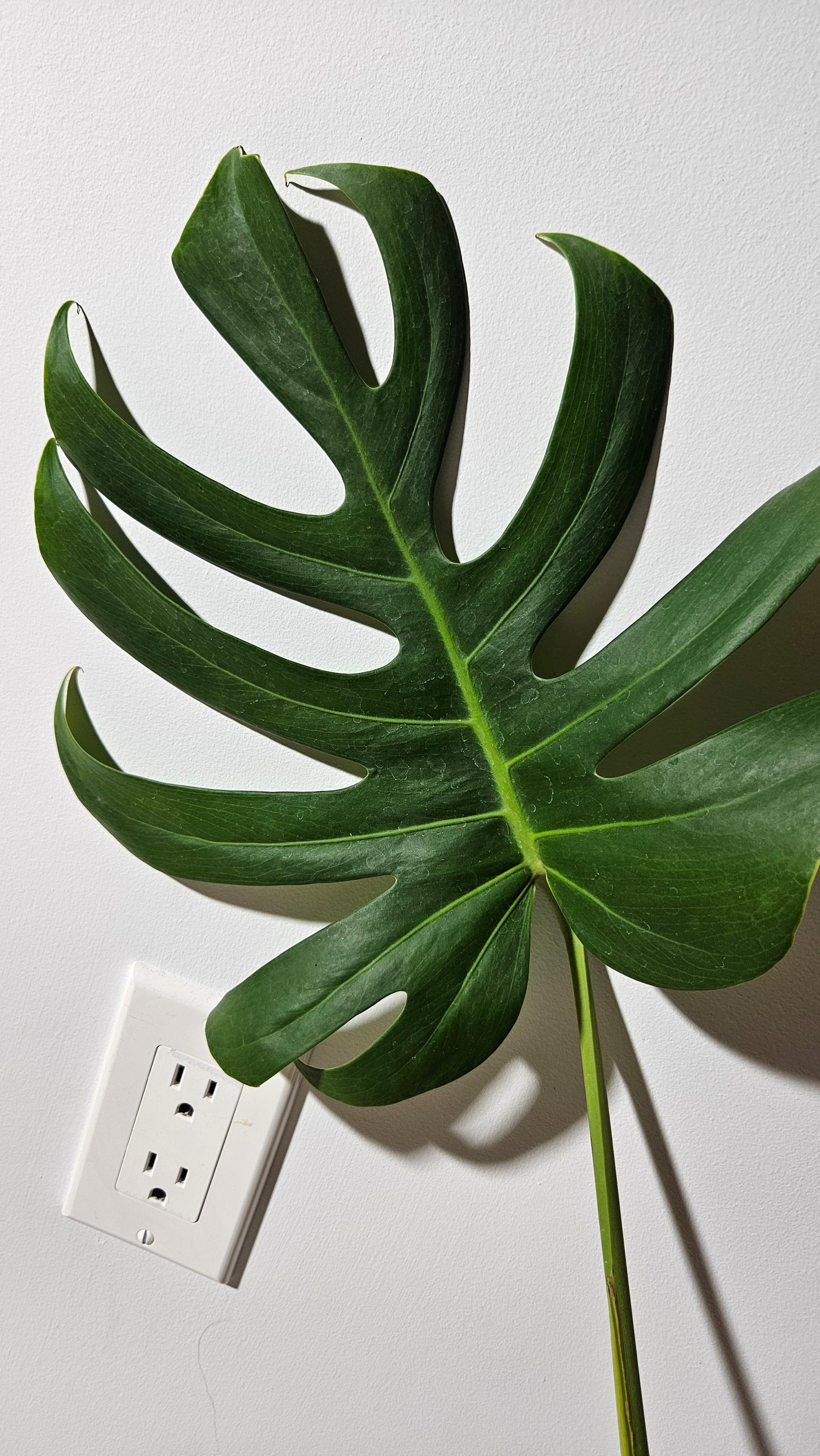 Monstera Brazilian Form (MON-451)