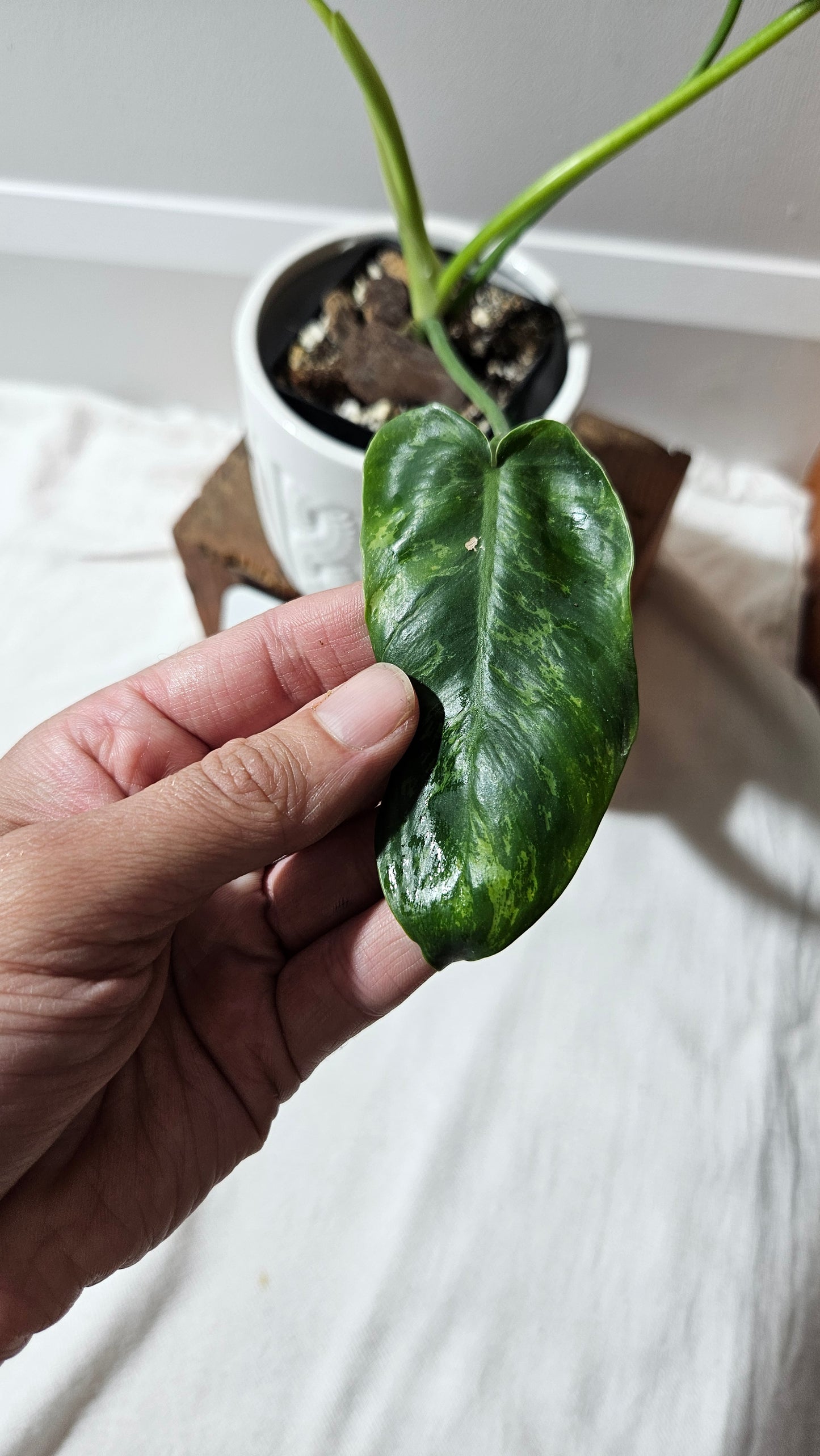 Philodendron Lime fiddle/ Minarum (PHI-909)