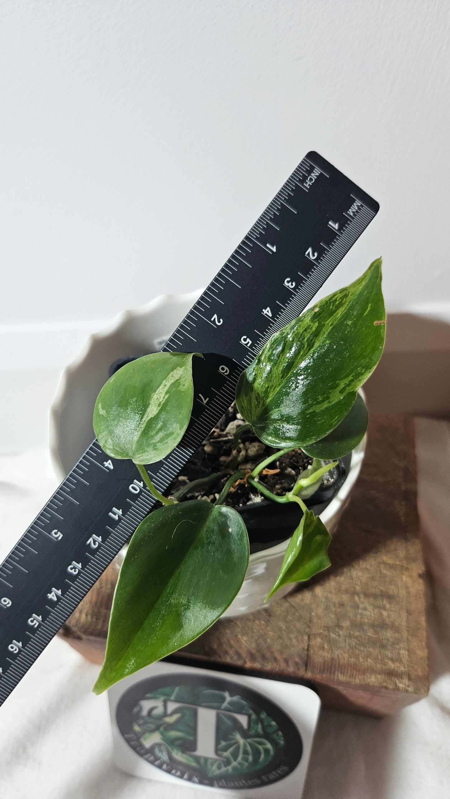 Philodendron Hederaceum Variegata (PHI-099)