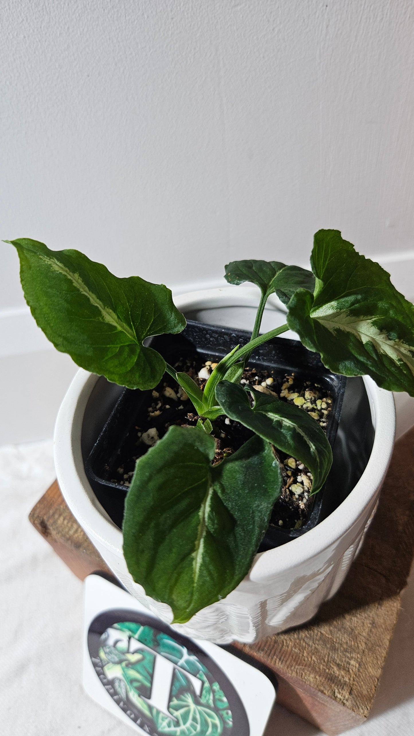 Syngonium Wendlandii "Southern Star"(SYN-461)