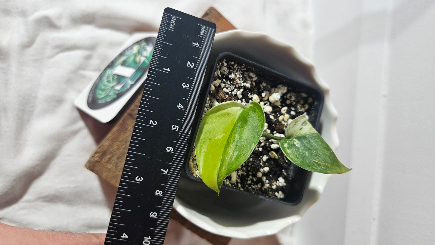 Scindapsus Silver Satin Tricolor (SCI-830)