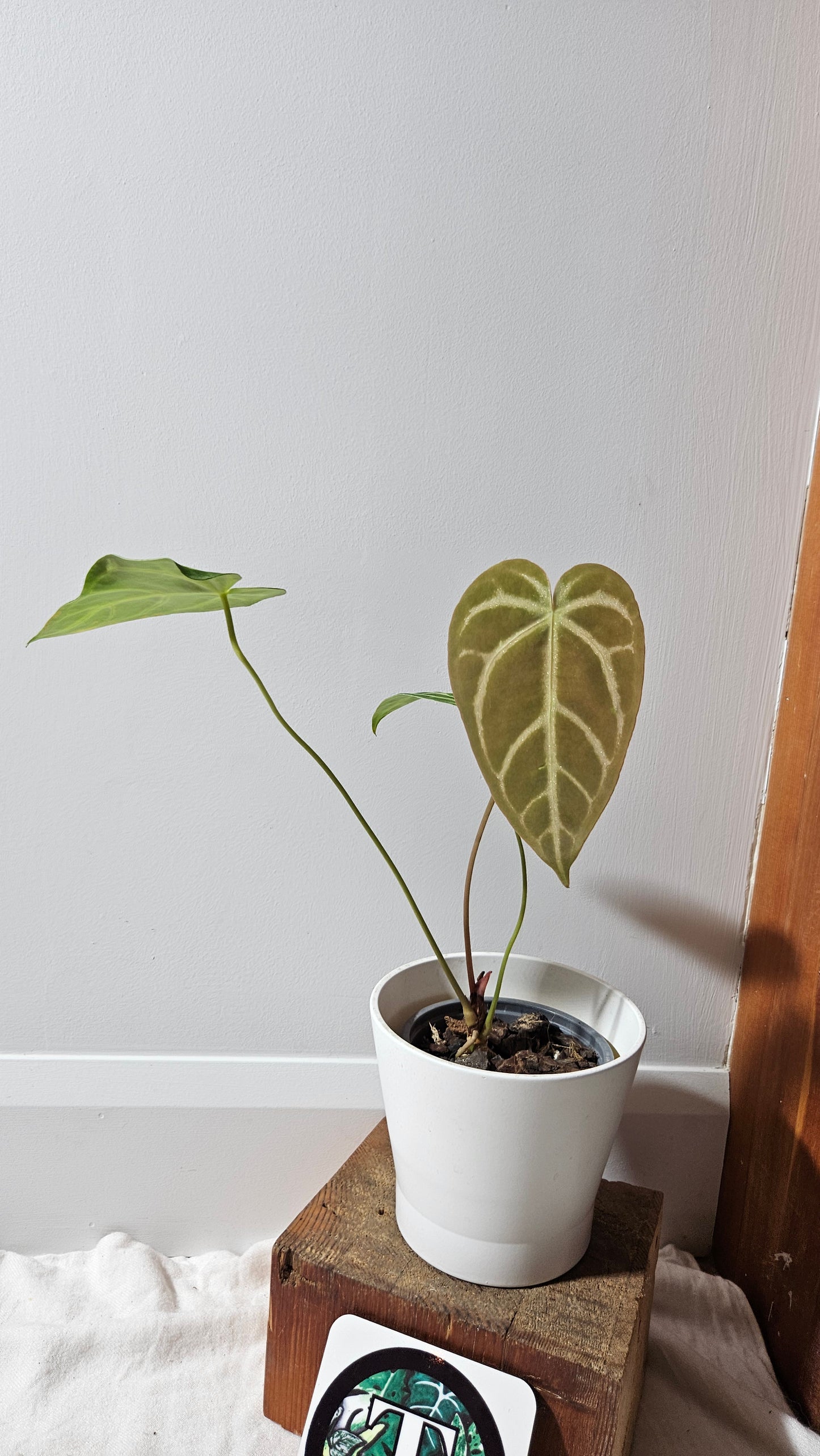 Anthurium Magnificum (équateur) "format MOYEN"(ANT-530)