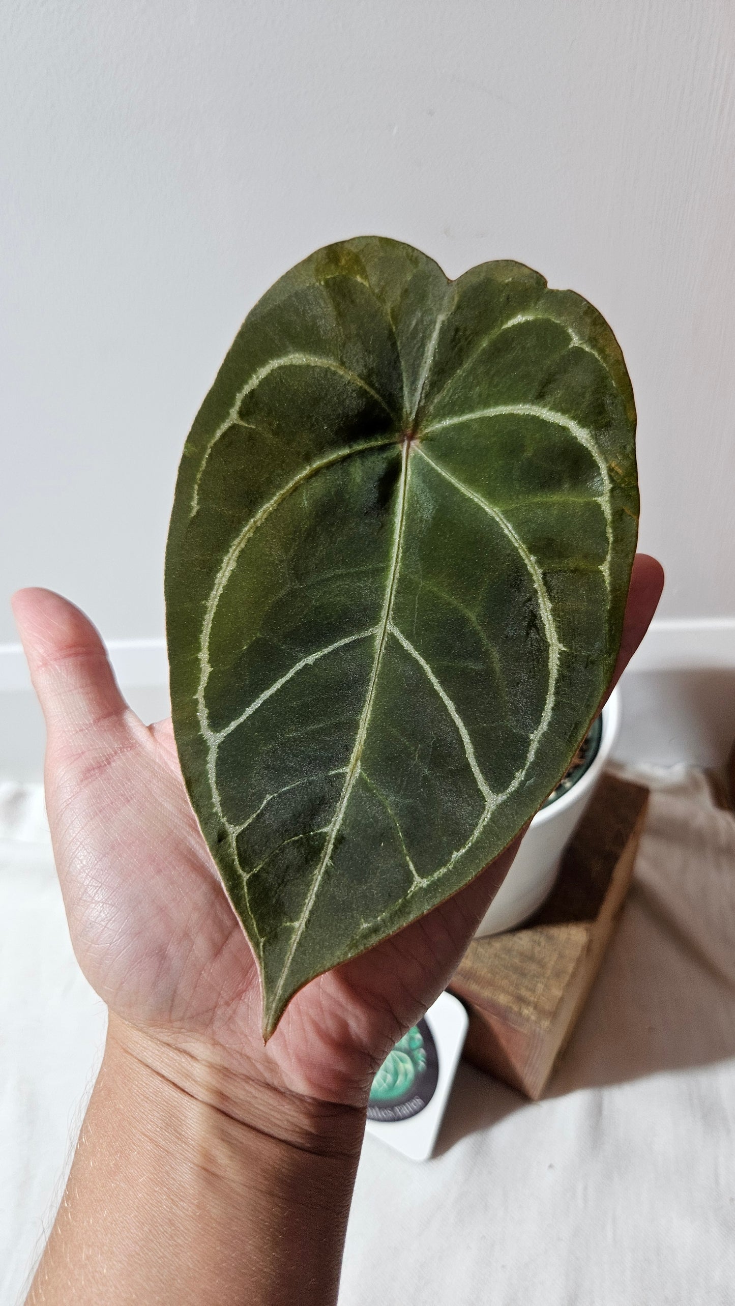 Anthurium Forgetti hybrid "format MOYEN" (ANT-121)