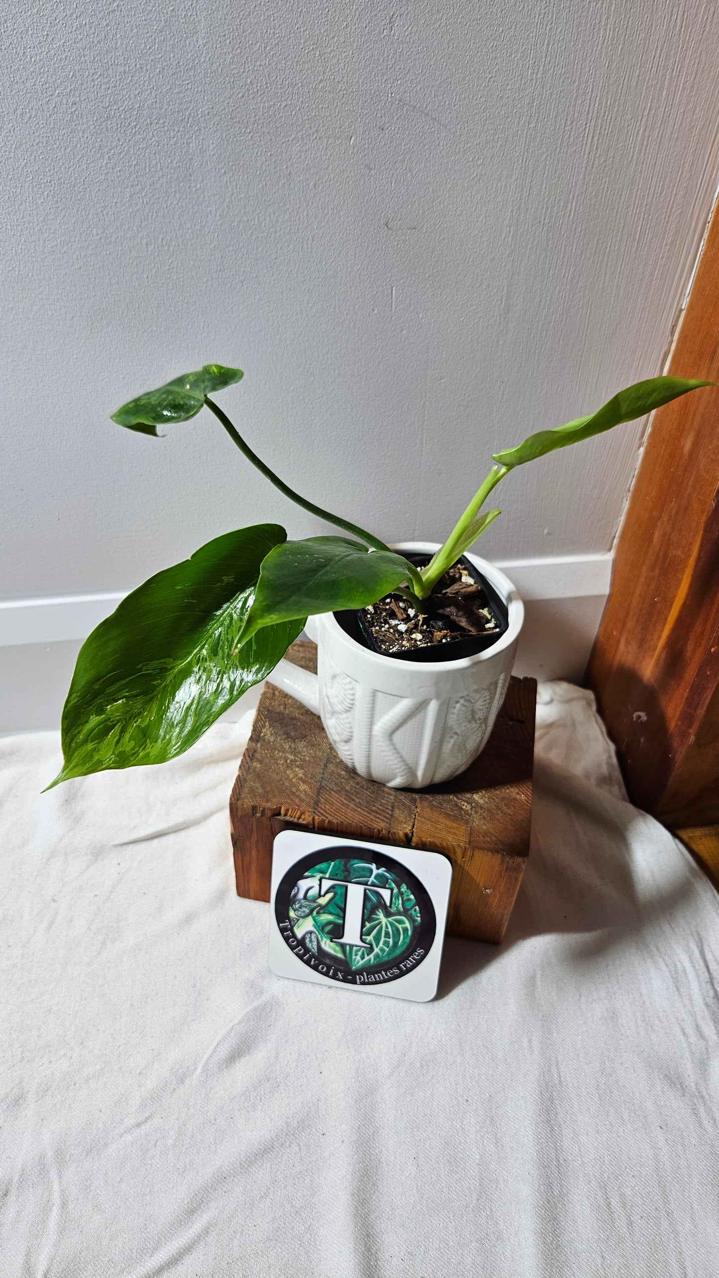 Philodendron Lime fiddle/ Minarum (PHI-909)