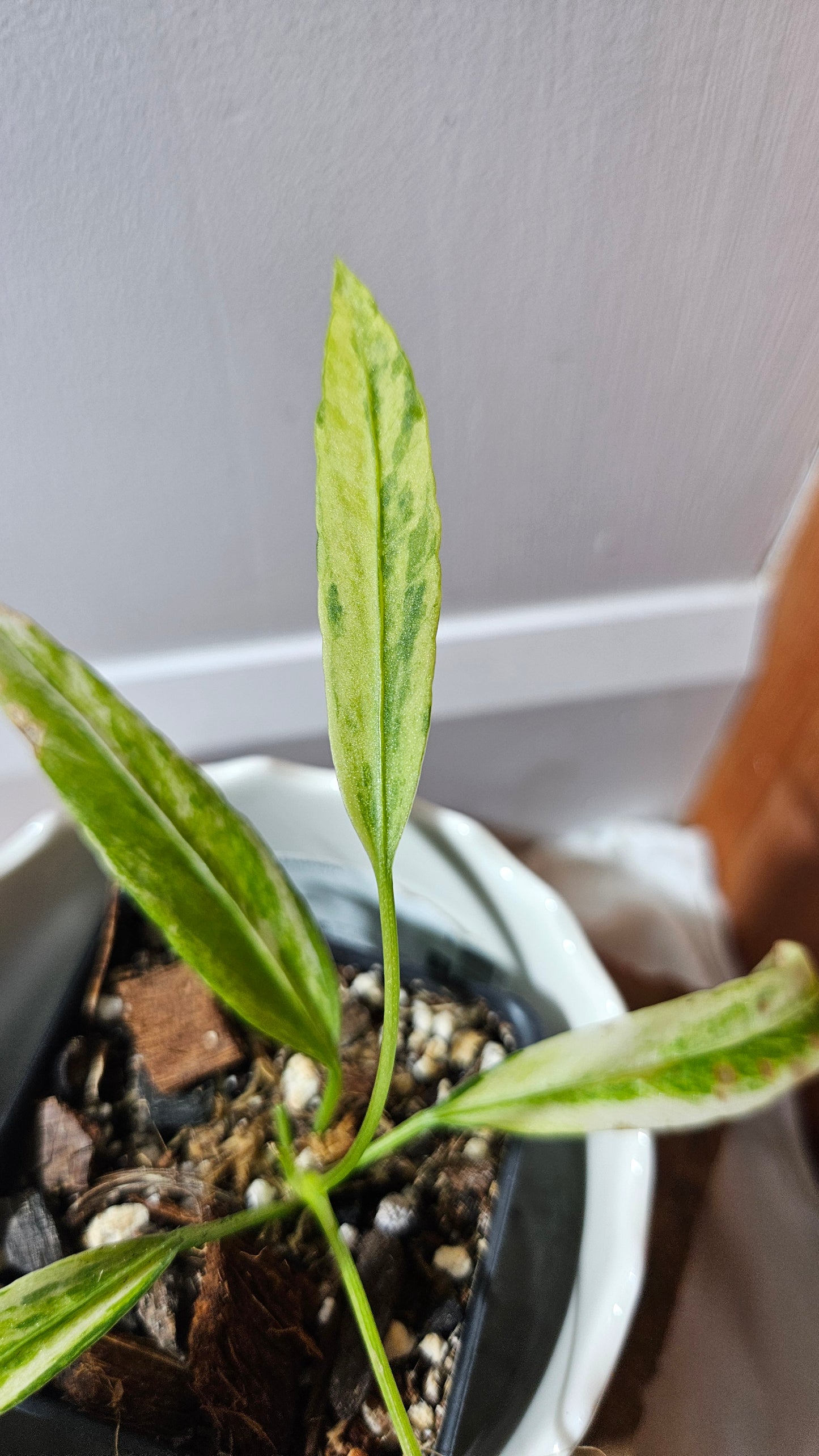 Anthurium Vittarifolium Variegata "format PETIT" (ANT-445)