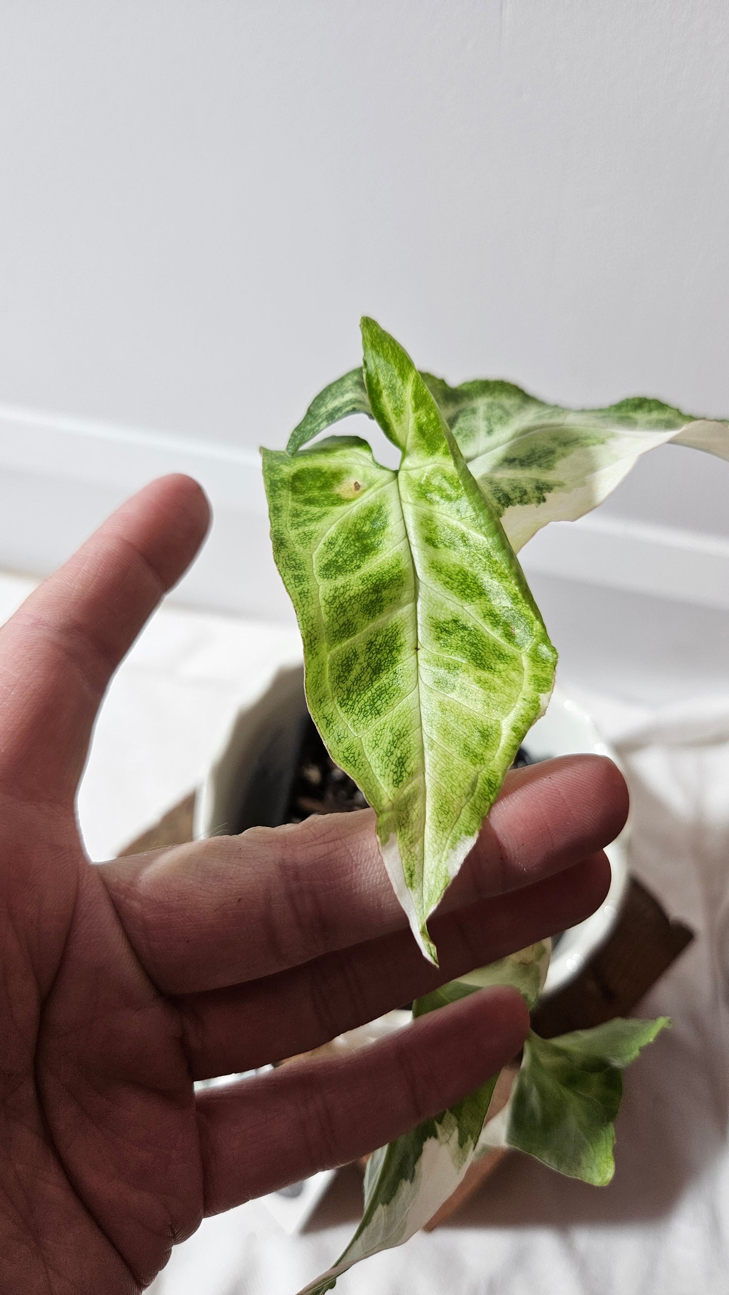 Syngonium T25 (SYN-428)