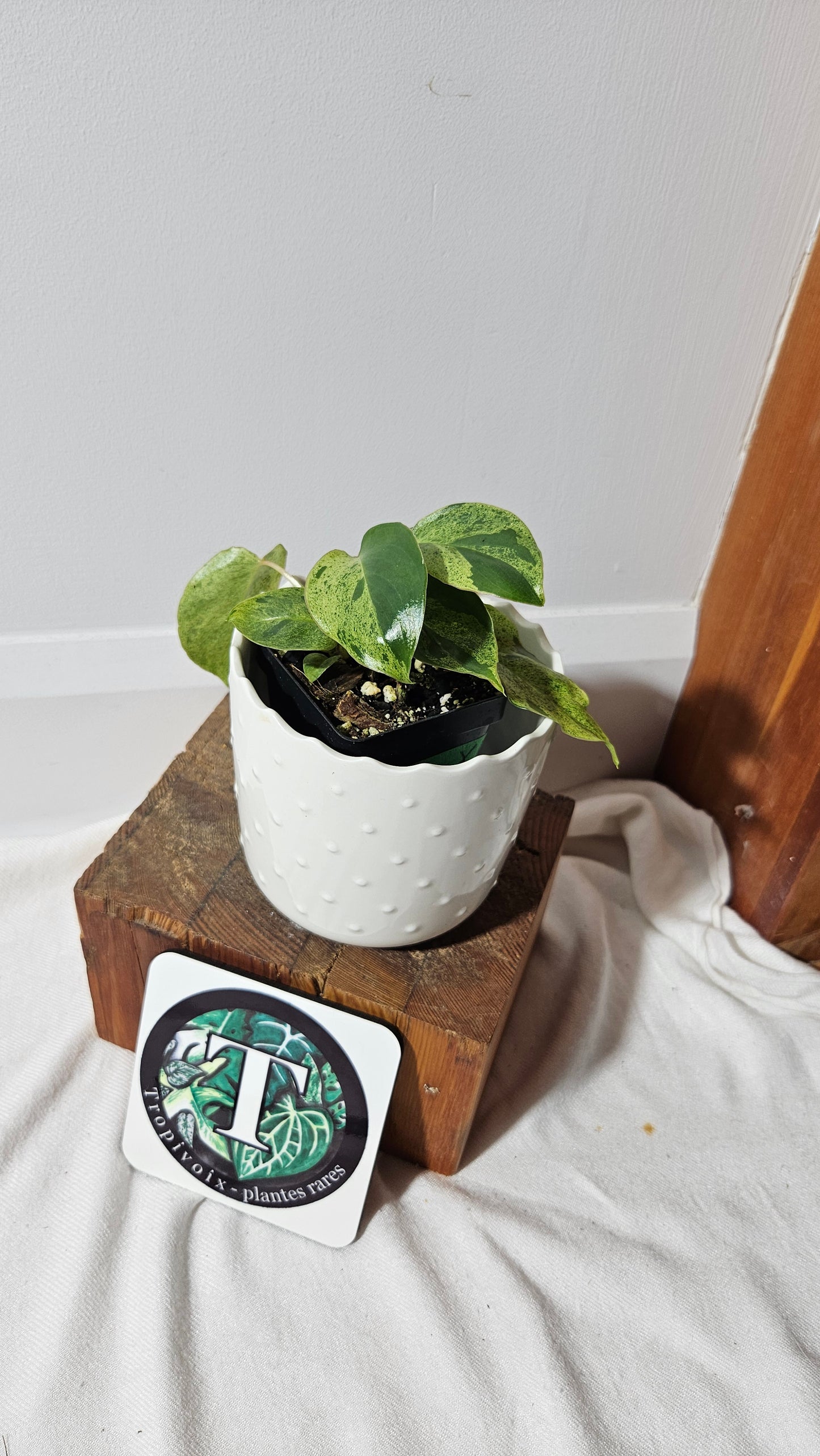 Philodendron BurleMarx Variegata X Paraiso Verde (PHI-859)
