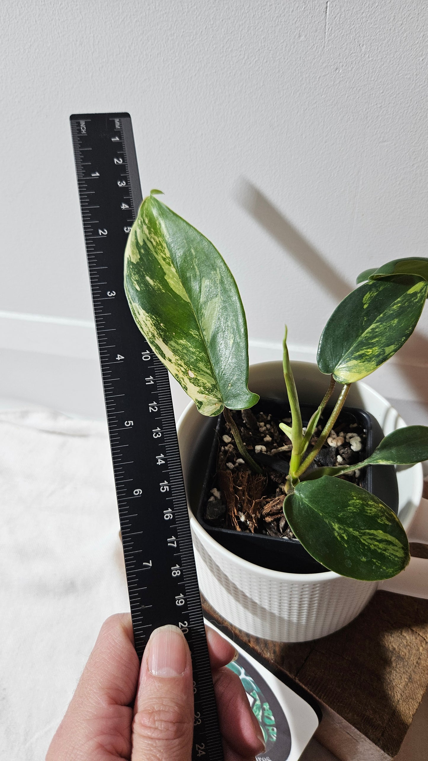 Philodendron Florida Beauty (PHI-939)