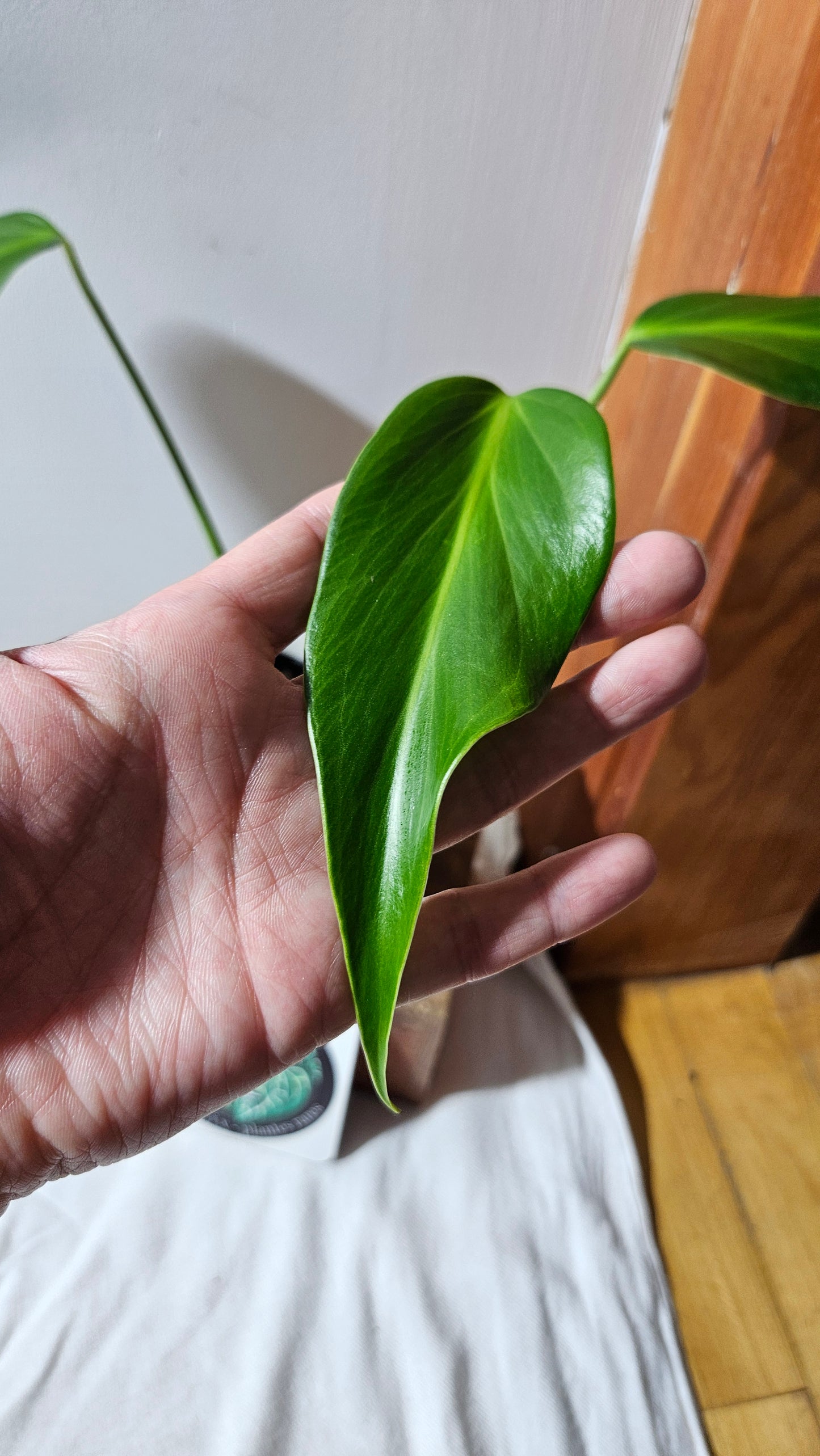 Monstera Burlemarx Flame/Dilacerata (MON-460)