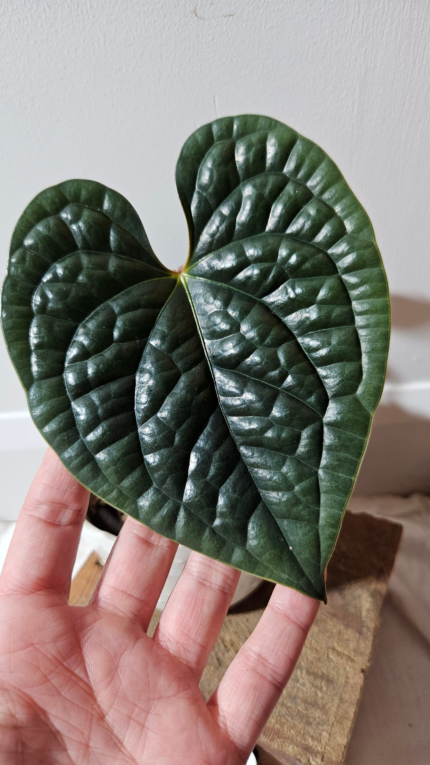 Anthurium Luxurians Velvet "format MOYEN" (ANT-499)