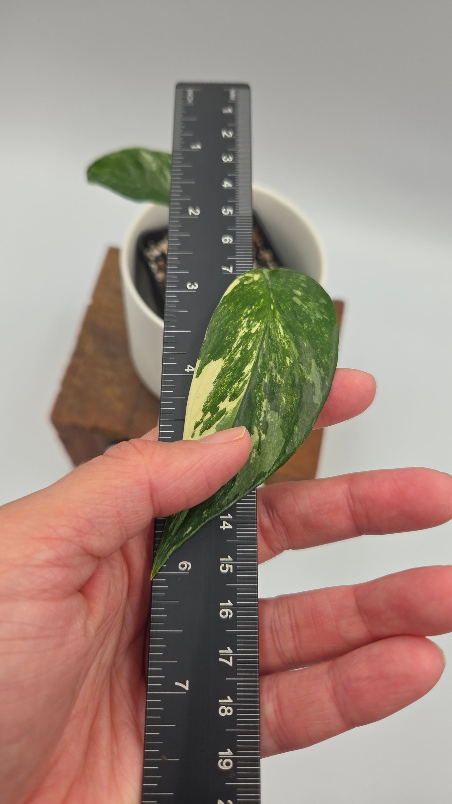 Epipremnum pinnatum Albo (EPI-241)