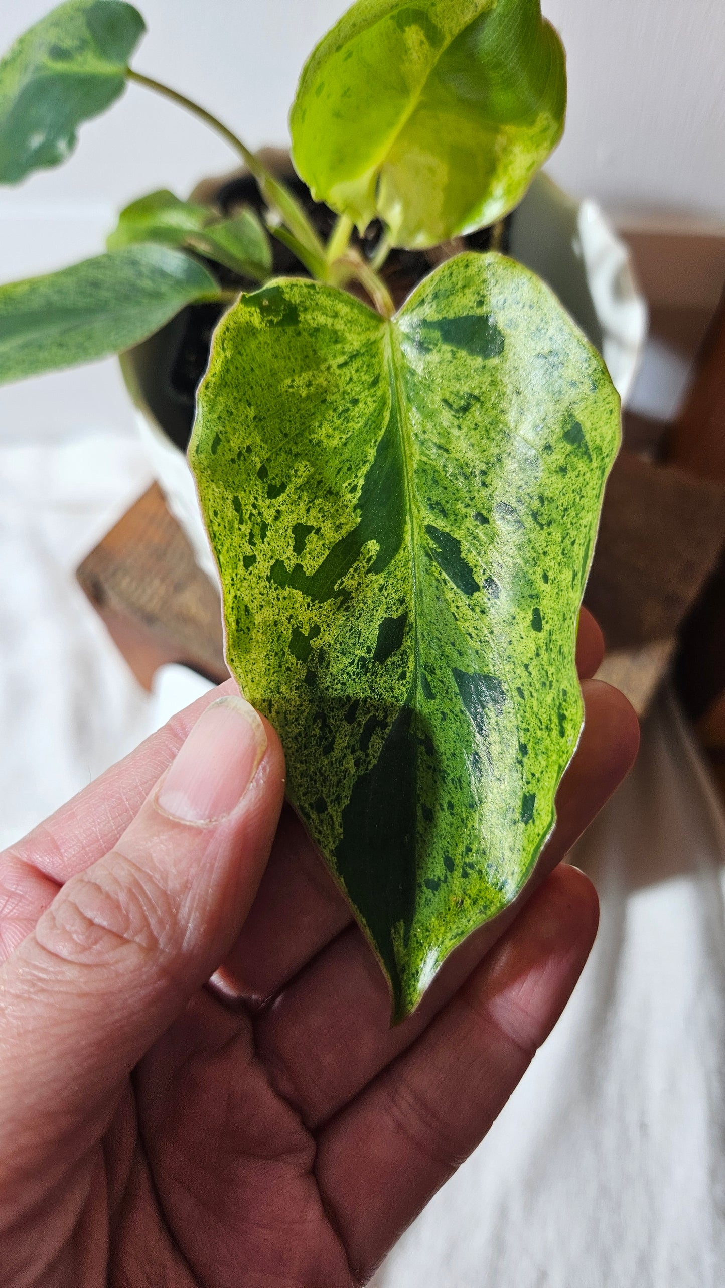 Philodendron BurleMarx Variegata X Paraiso Verde (PHI-790)