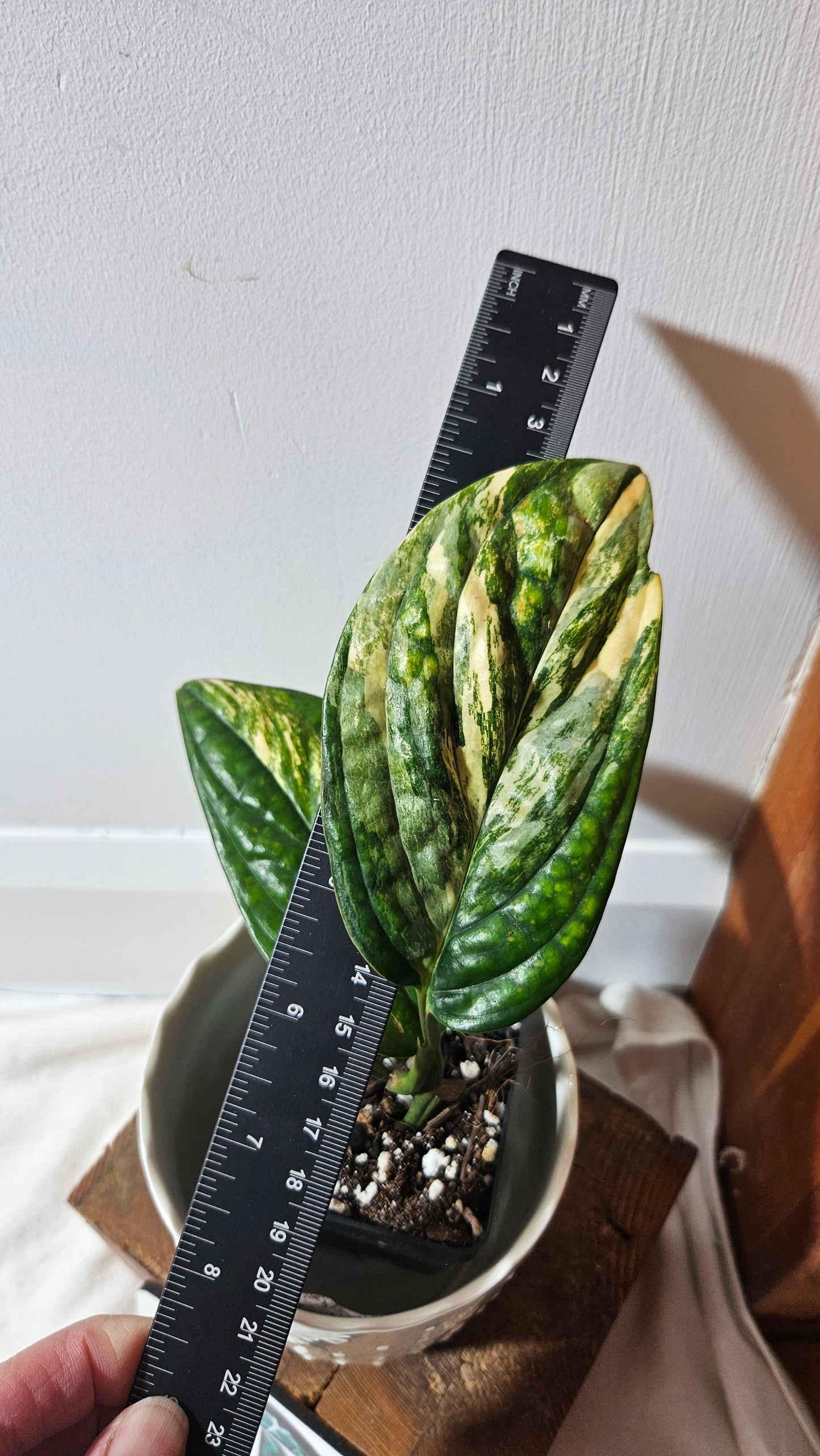 Monstera Karstenianum/Peru Variegata (MON-375)