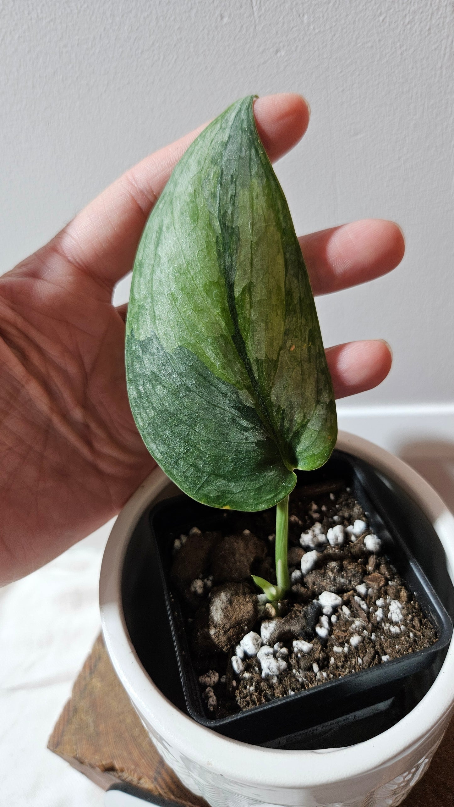 Scindapsus Pajajaran (SCI-1258)