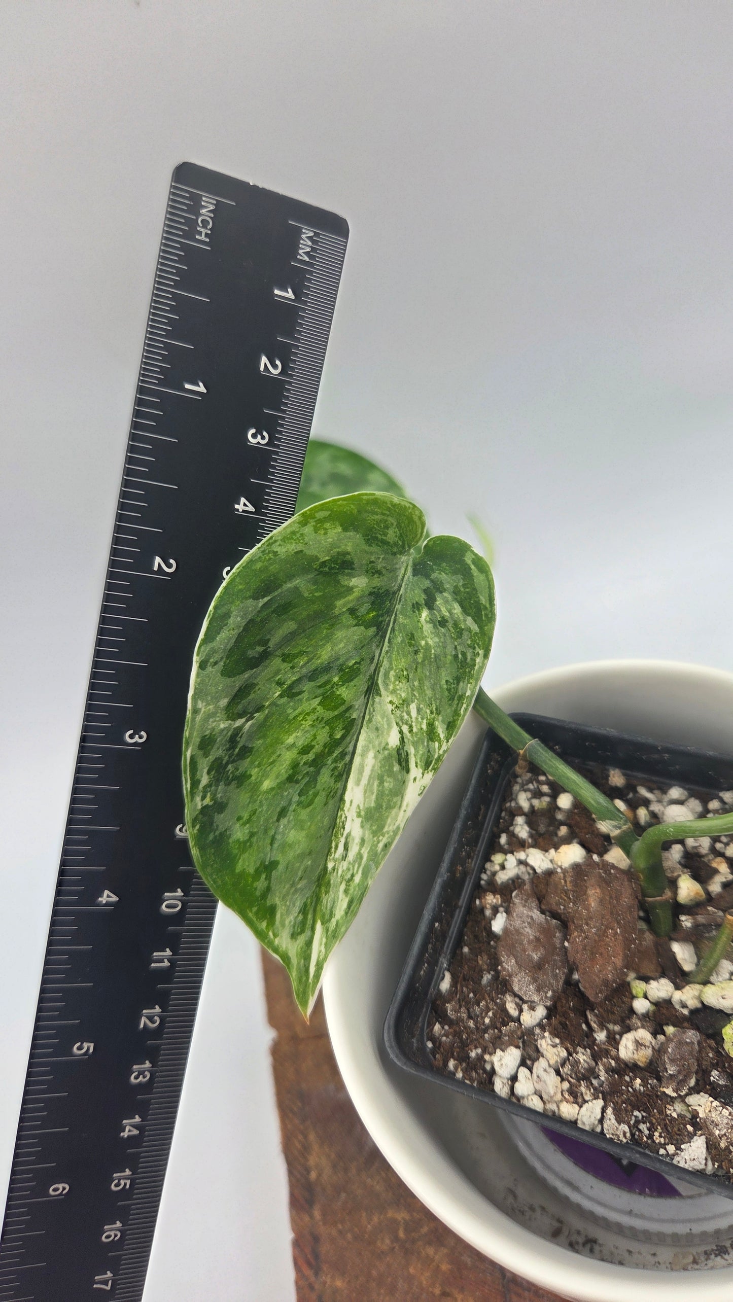 Scindapsus Exotica Salaka Tricolore (SCI-894)