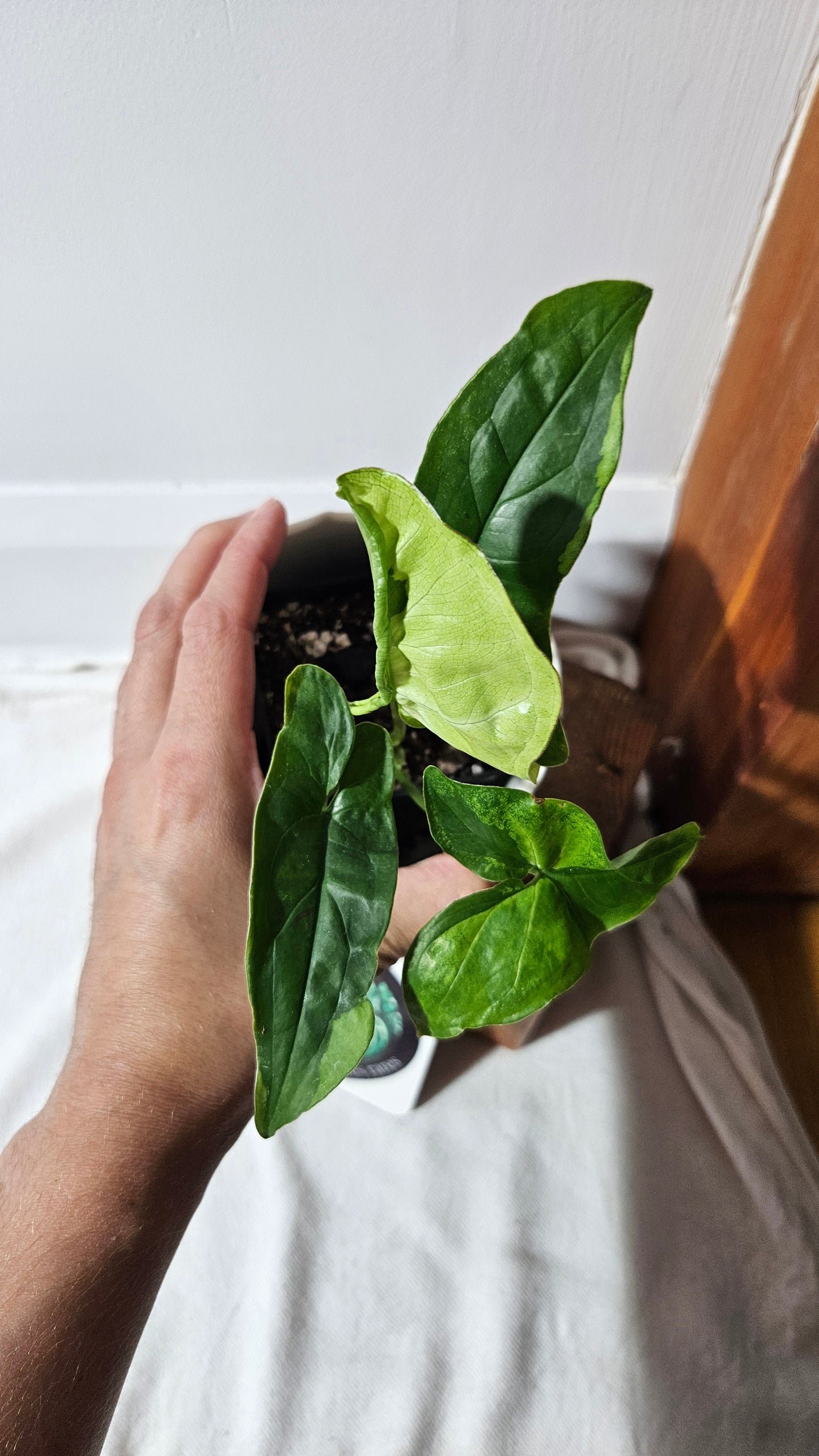 Syngonium Green Beauty (SYN-447)