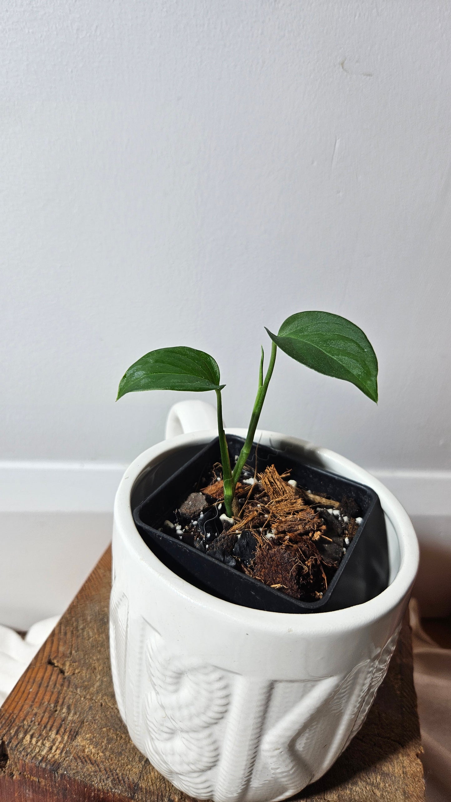 Monstera Obliqua Aff Indanza (MON-284)