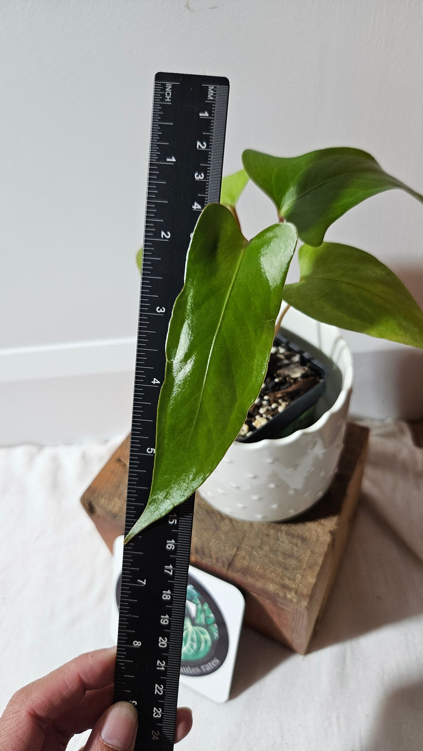 Anthurium Pinkleyi "SEEDLING format" (ANT-189)