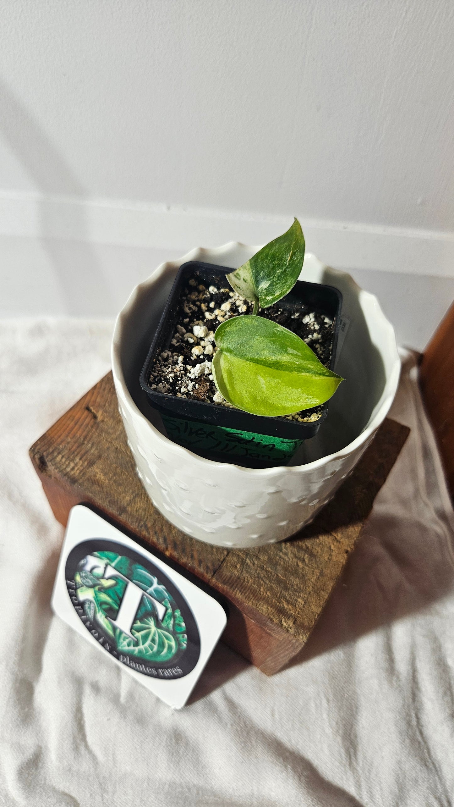 Scindapsus Silver Satin Tricolor (SCI-830)