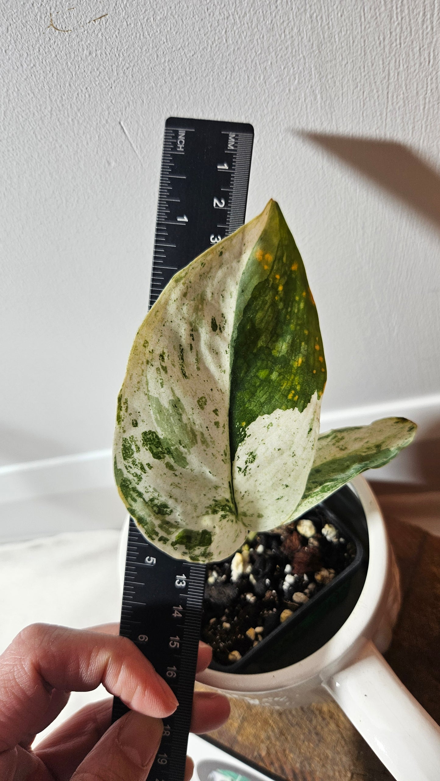 Scindapsus Silver Splash Variegata (SCI-849)