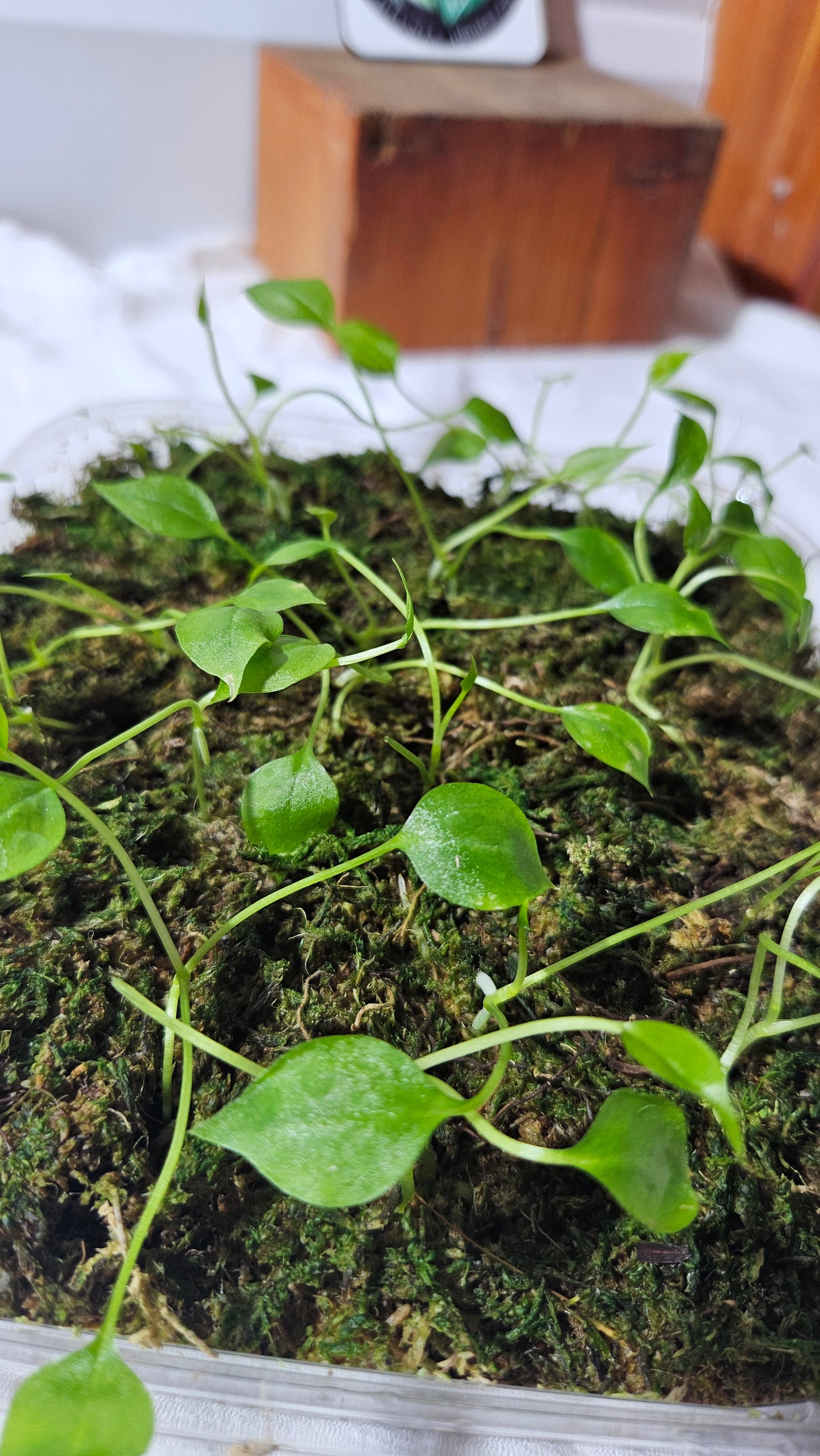 Anthurium Gracile "format SEEDLING"
