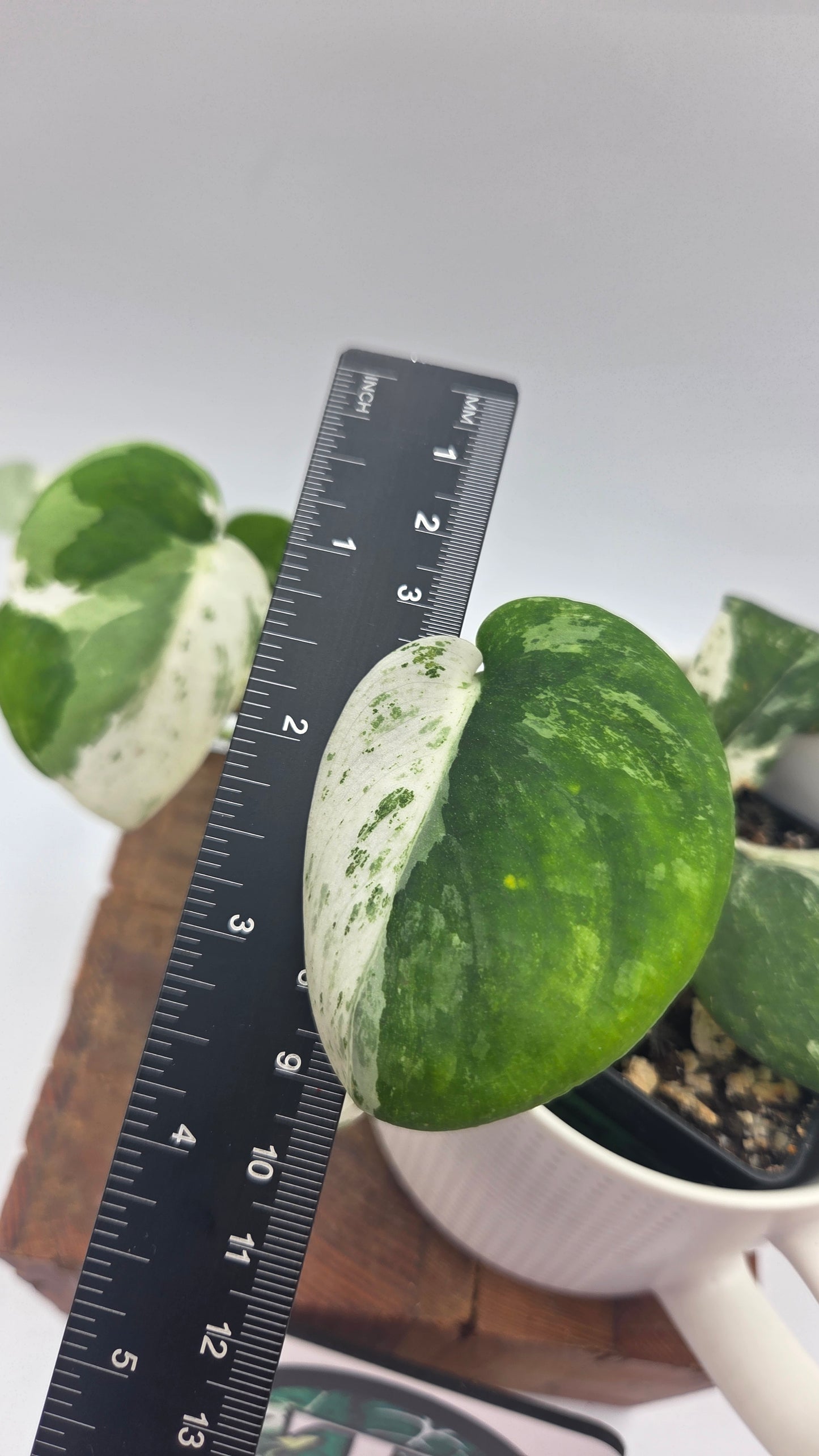 Scindapsus Silver Splash Variegata (SCI-578)